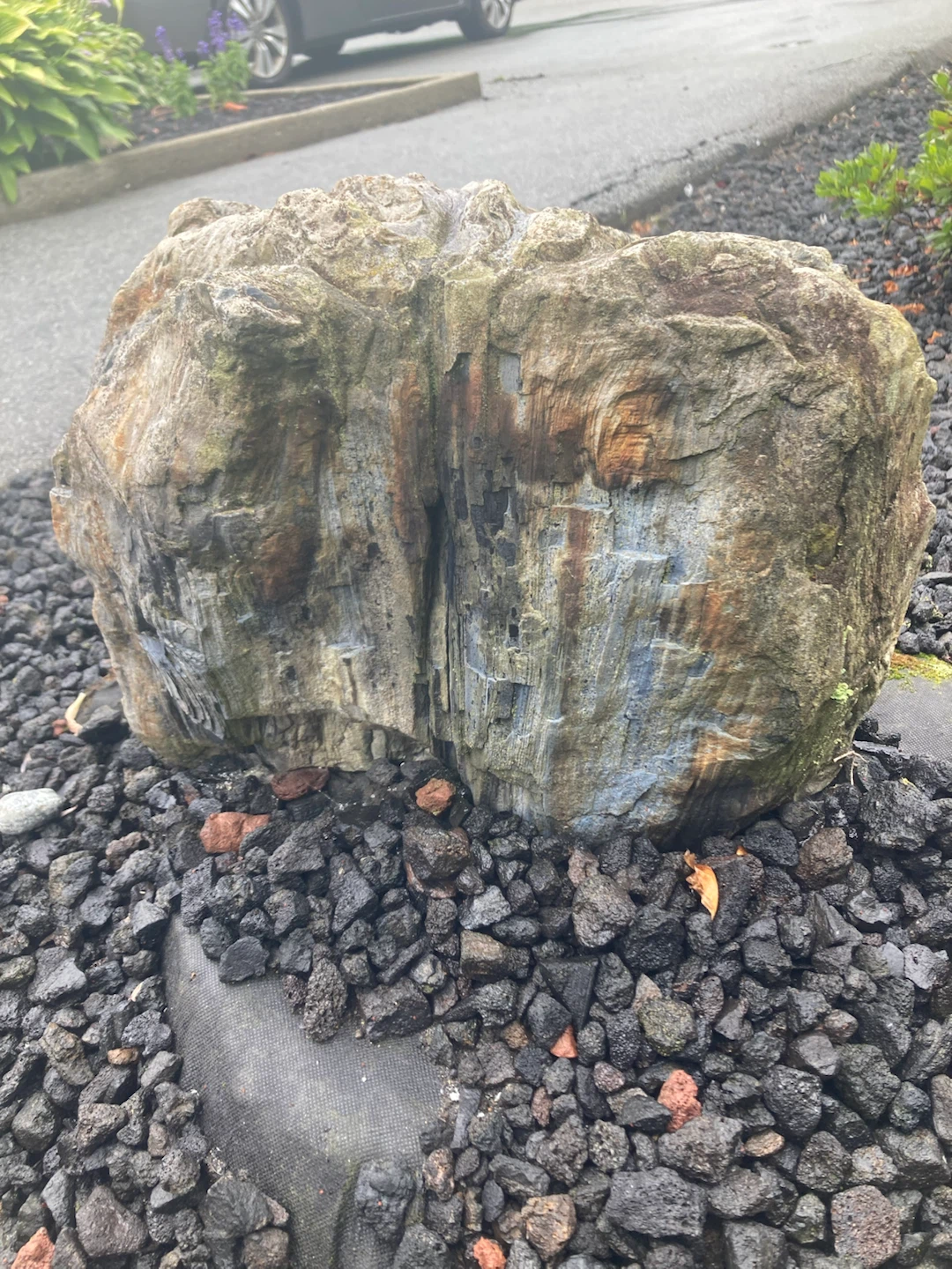 Petrified wood - photo 4