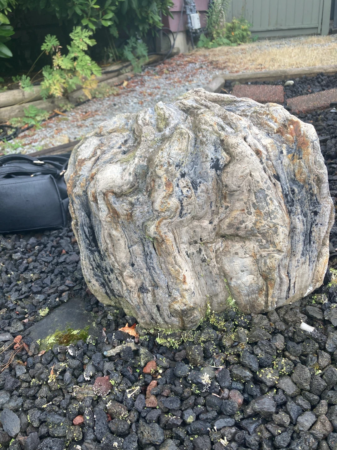 Petrified wood - photo 5