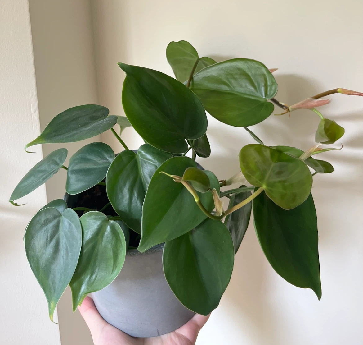 Healthy Heartleaf Philodendron Plant in 6” concrete pot