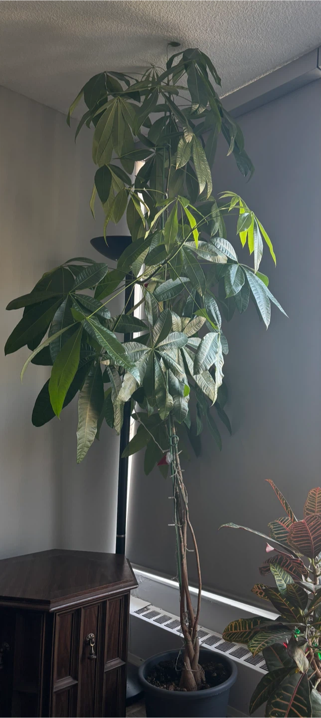 Money Tree Plant