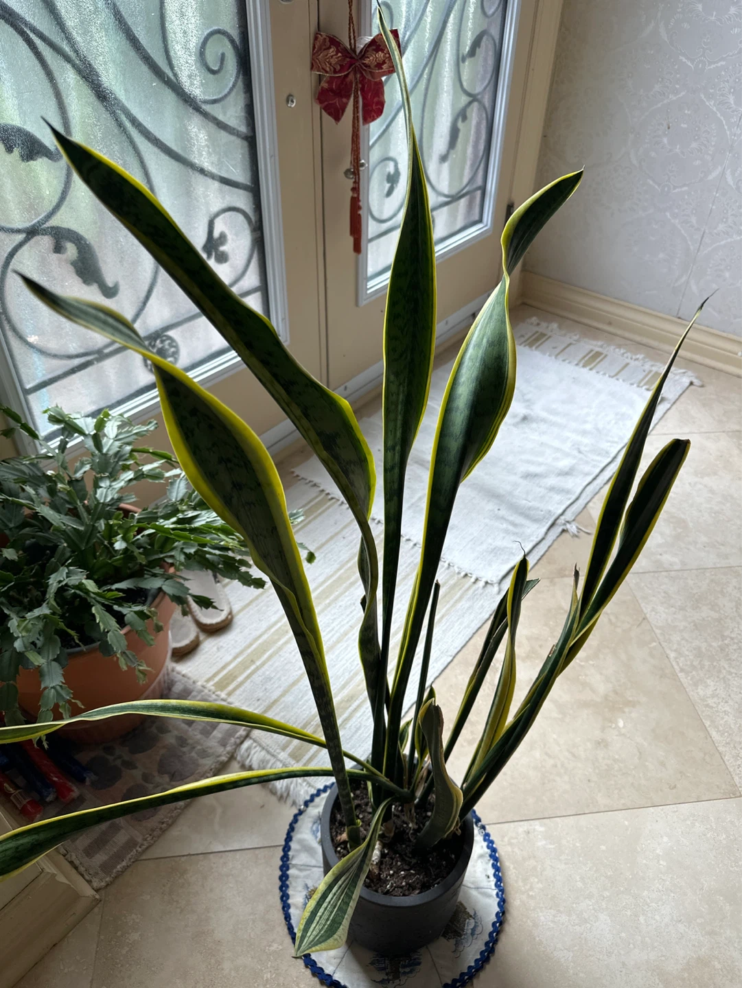 Snake Plant in Pot