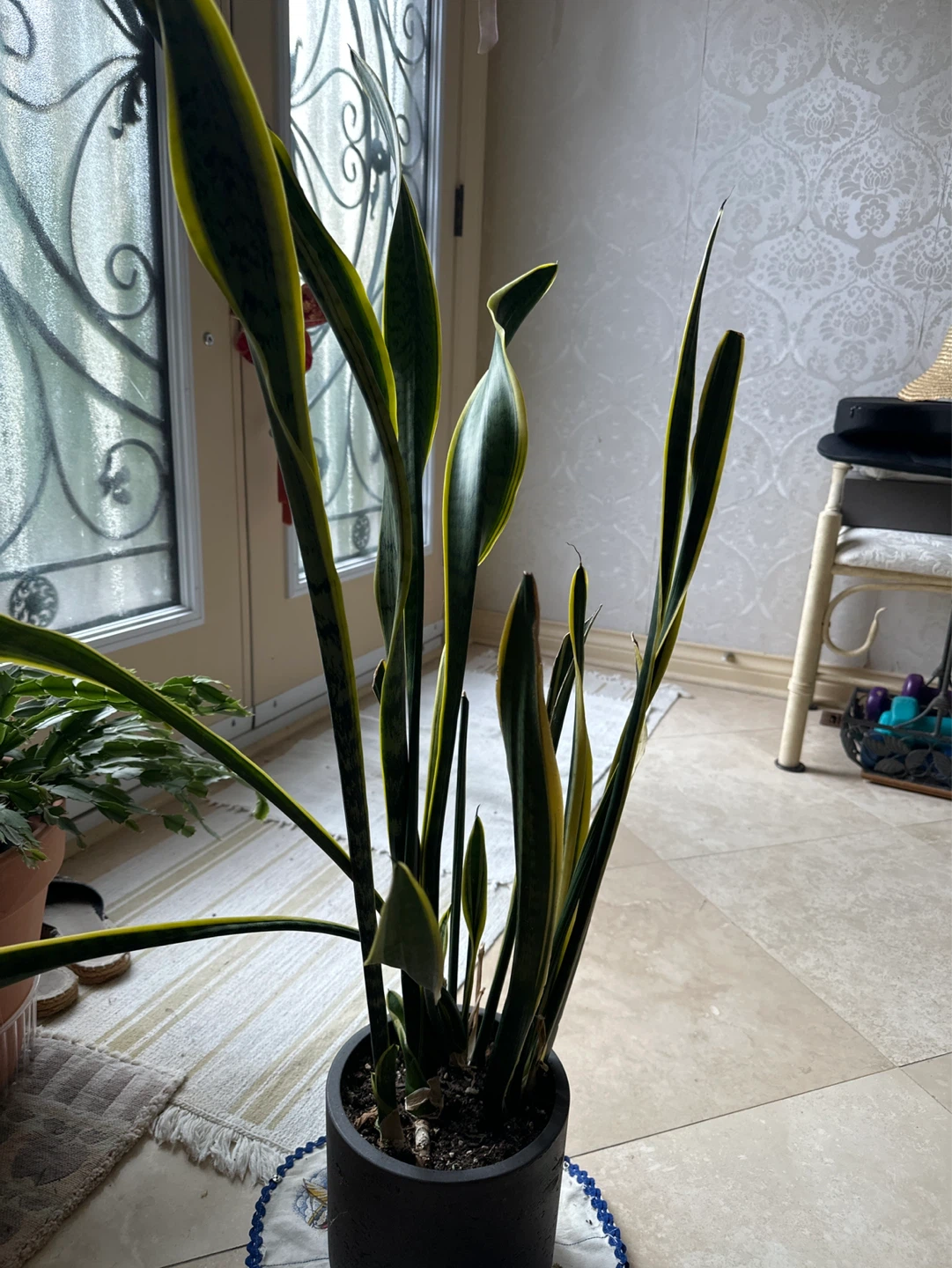 Snake Plant in Pot - photo 2