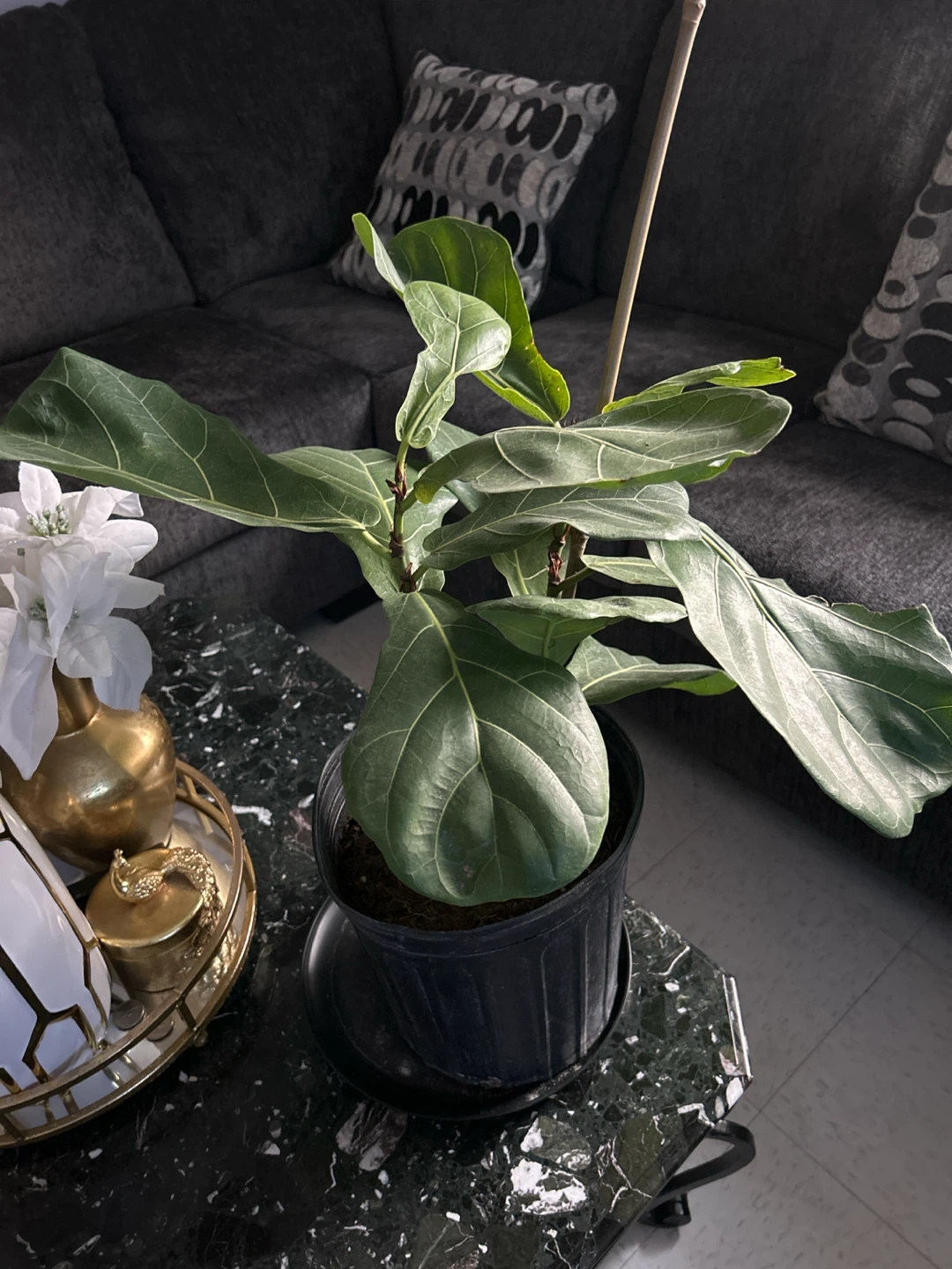 Fiddle Leaf Fig Plant