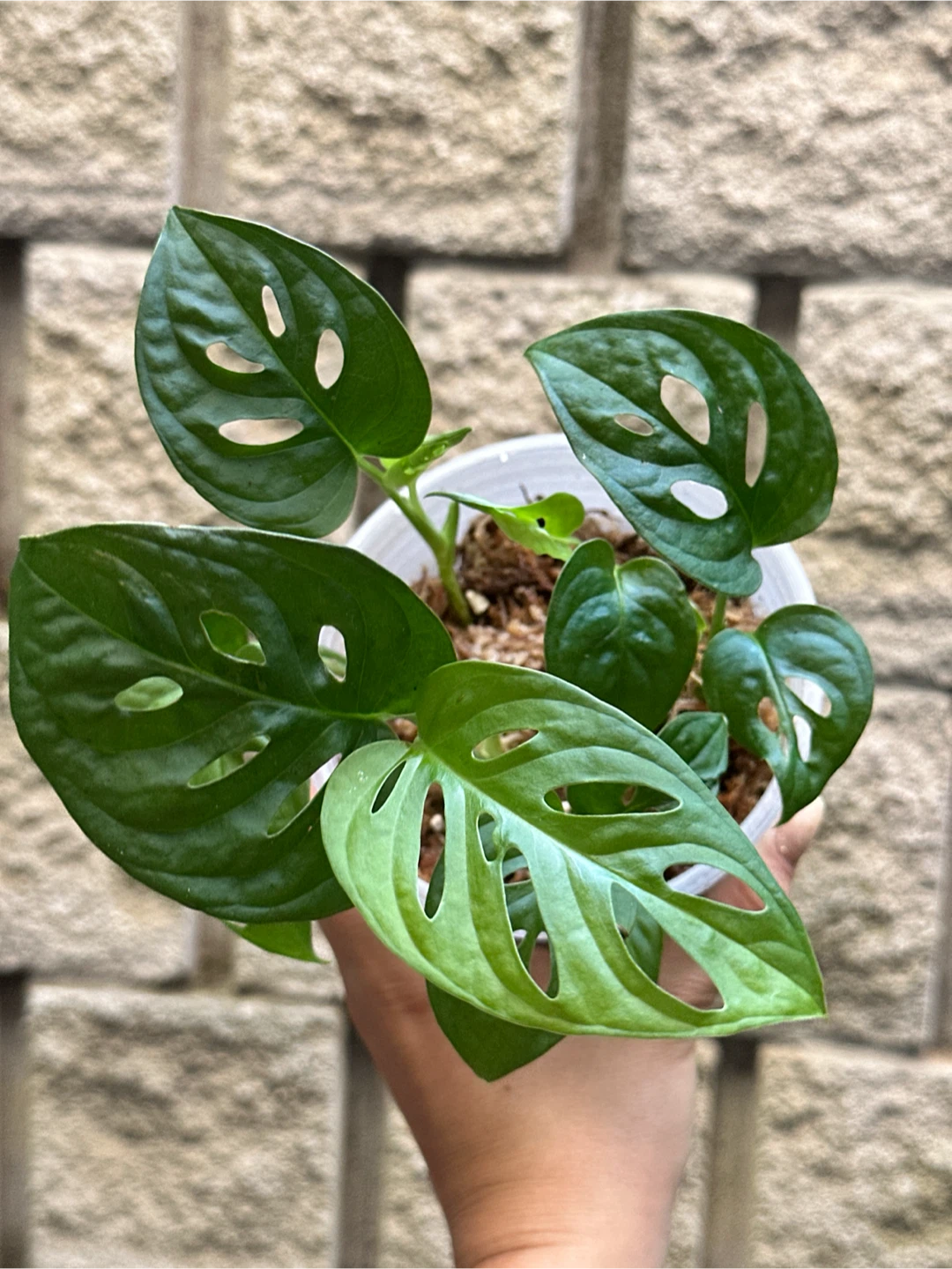 Monstera Adansonii Plant (Albo Revert)