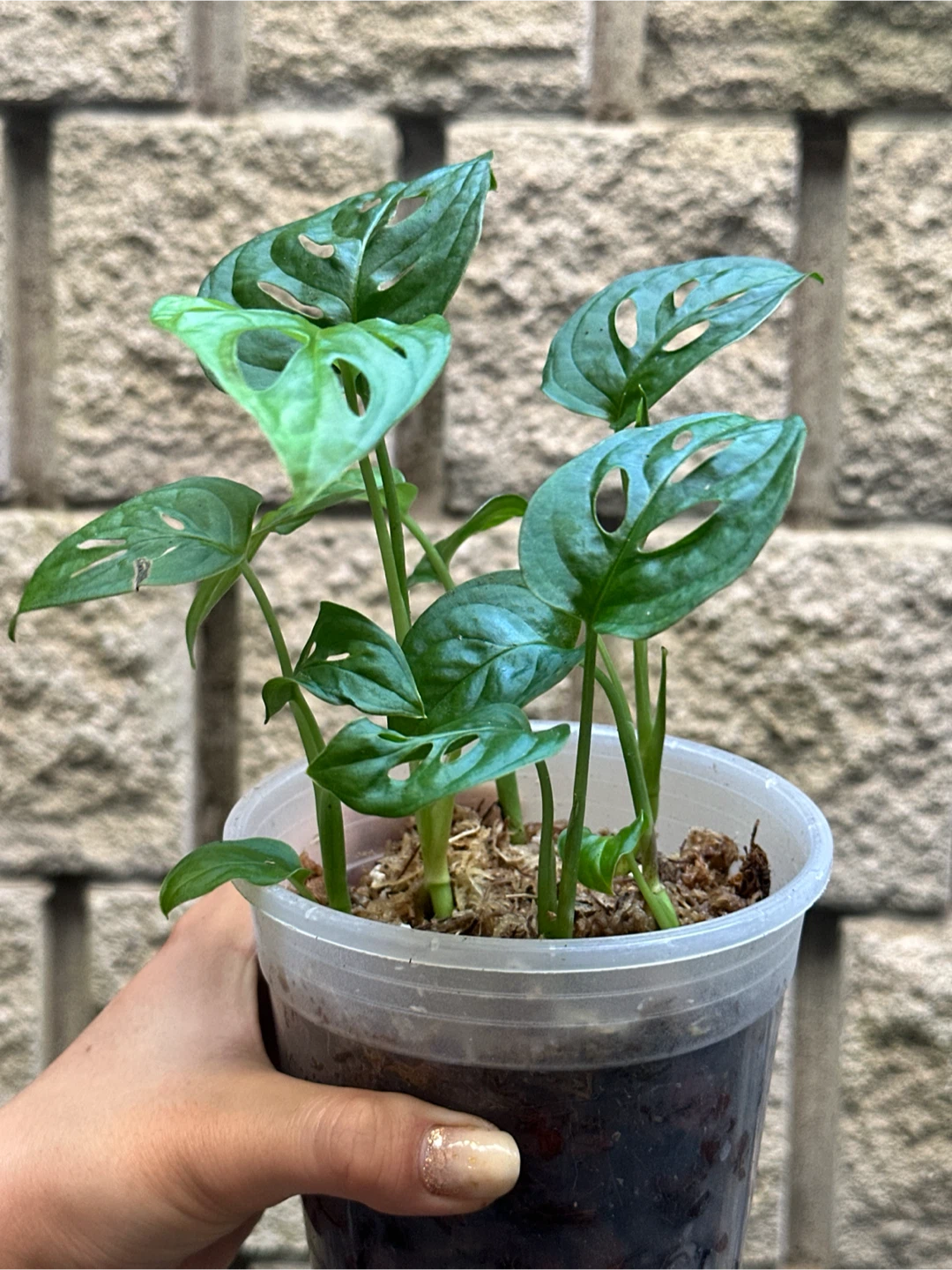 Monstera Adansonii Plant (Albo Revert) - photo 2
