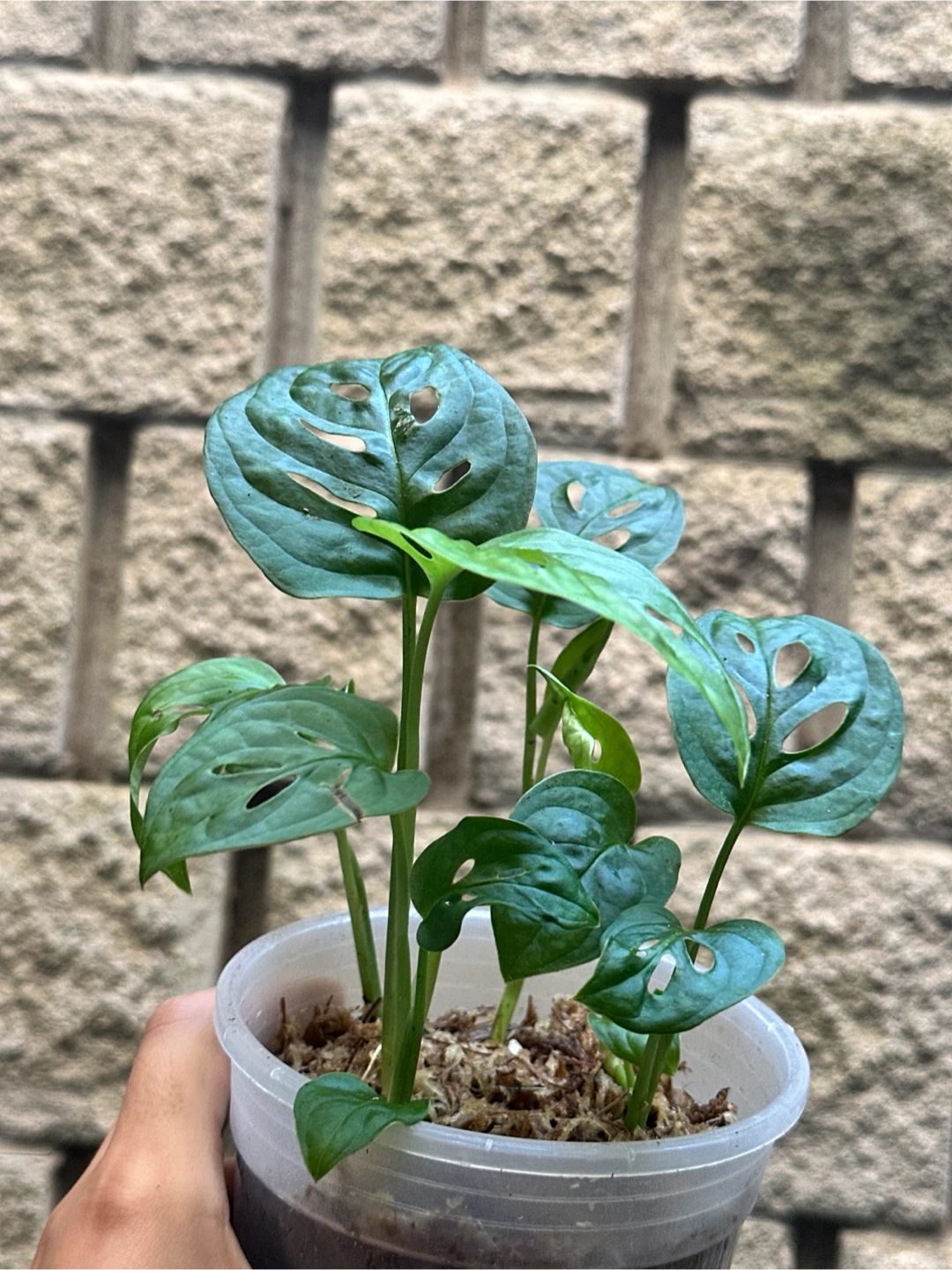 Monstera Adansonii Plant (Albo Revert) - photo 3