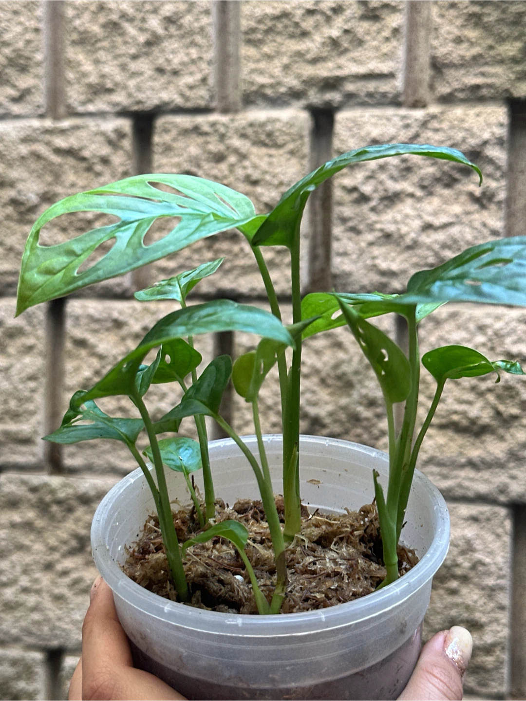Monstera Adansonii Plant (Albo Revert) - photo 4