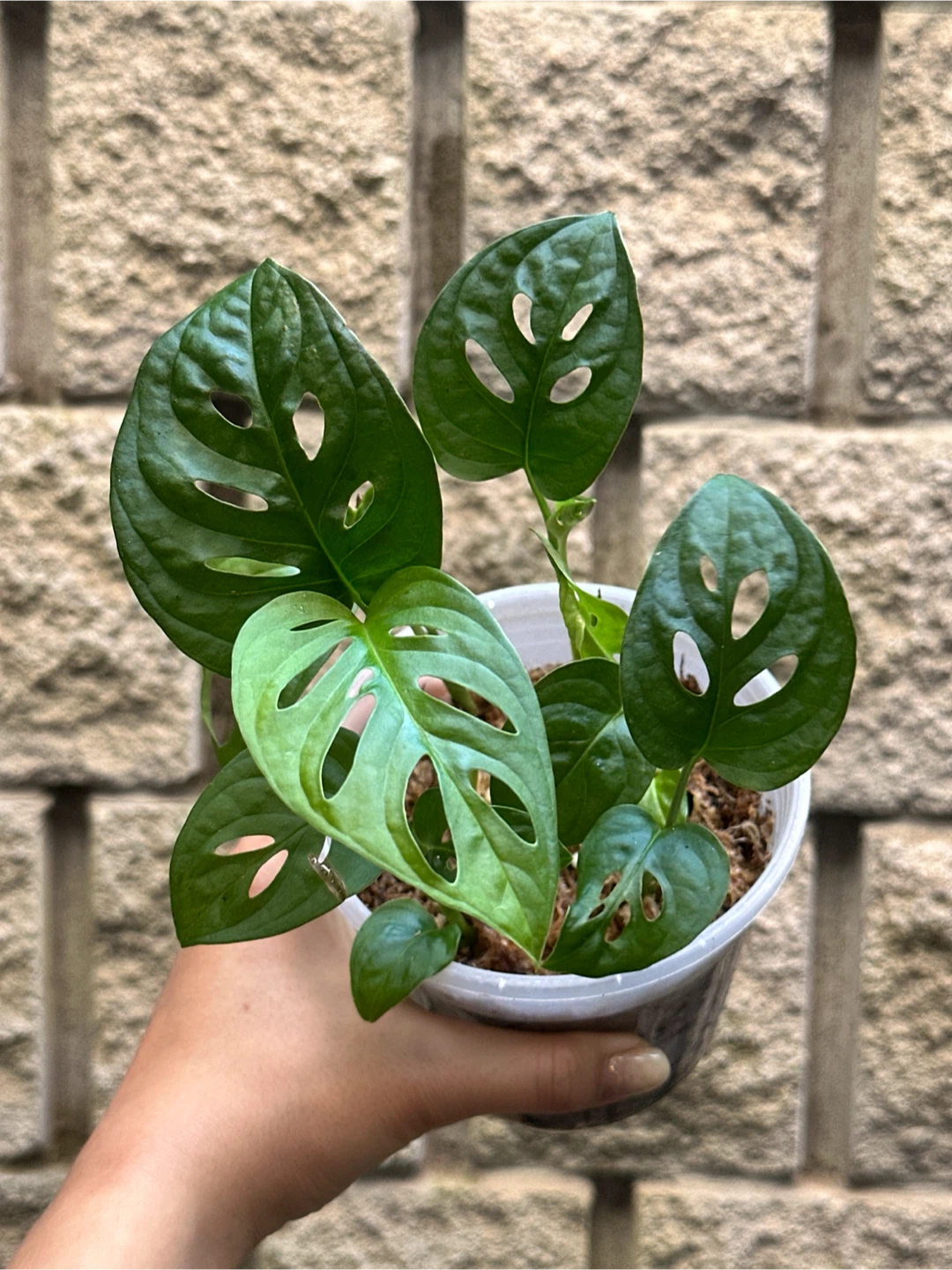 Monstera Adansonii Plant (Albo Revert) - photo 5