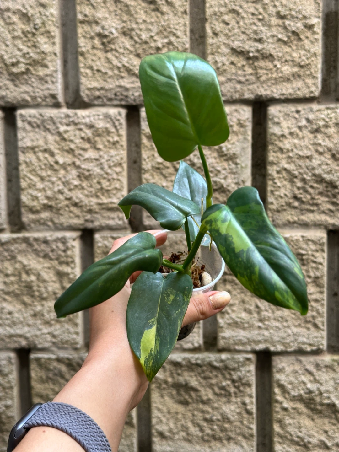 Philodendron Bipennifolium Variegated Plant