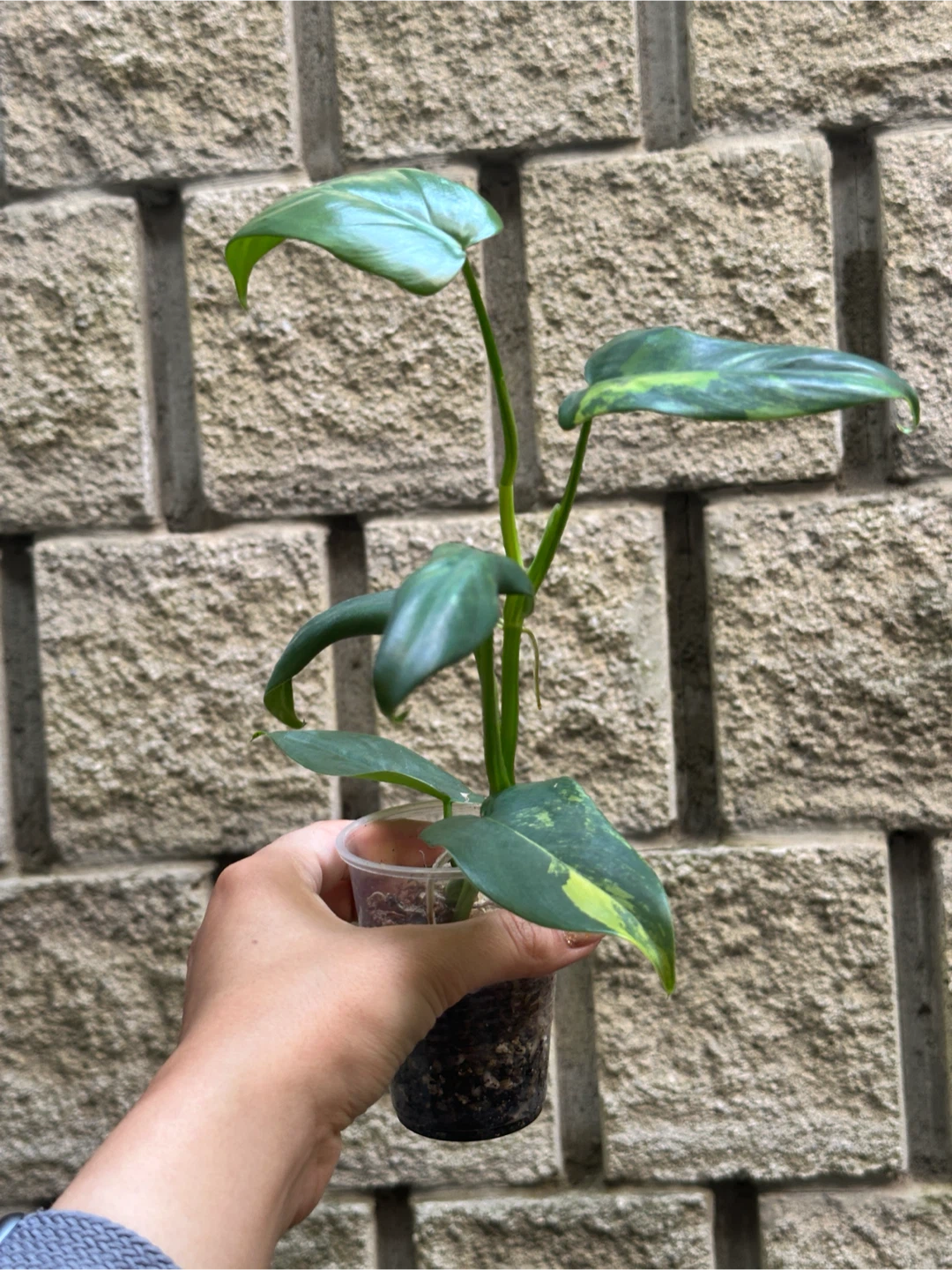 Philodendron Bipennifolium Variegated Plant - photo 2