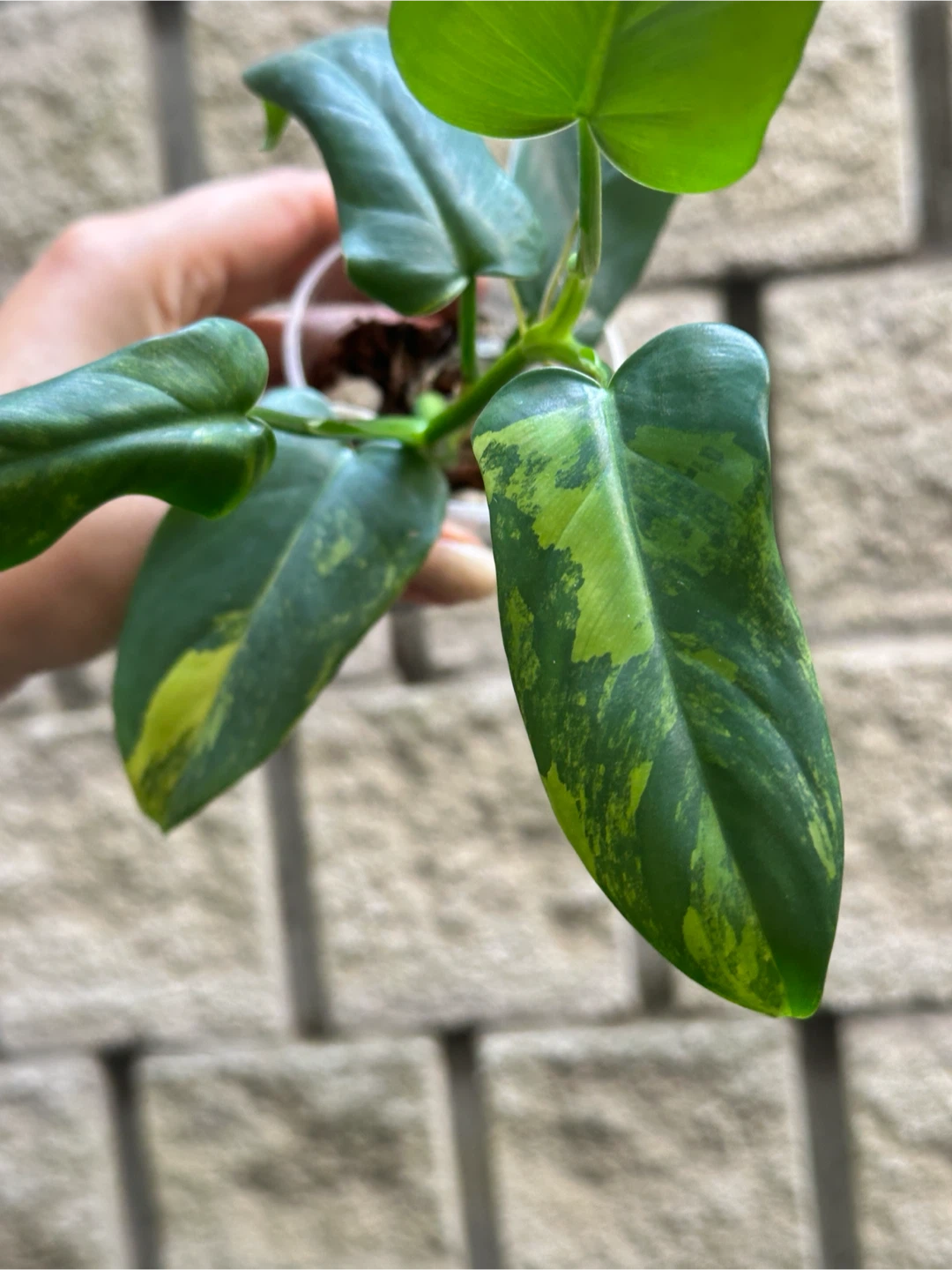 Philodendron Bipennifolium Variegated Plant - photo 3