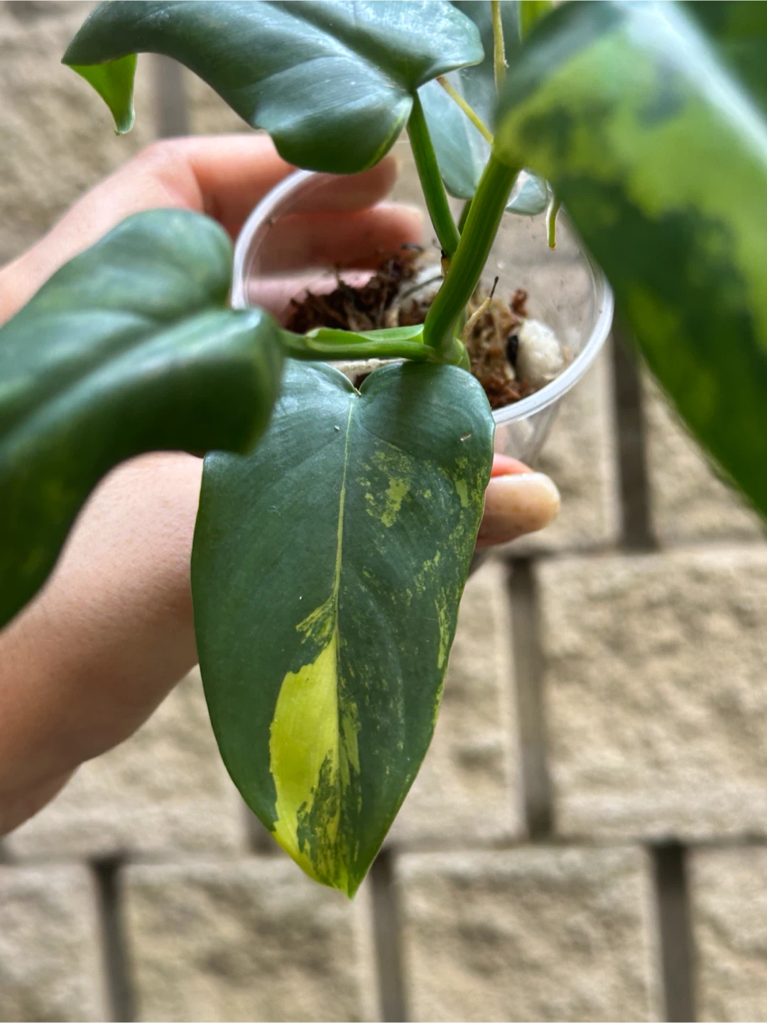 Philodendron Bipennifolium Variegated Plant - photo 4