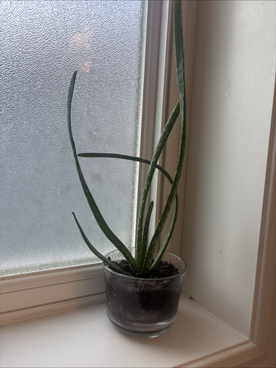 Aloe Vera Plant in Clear Pot