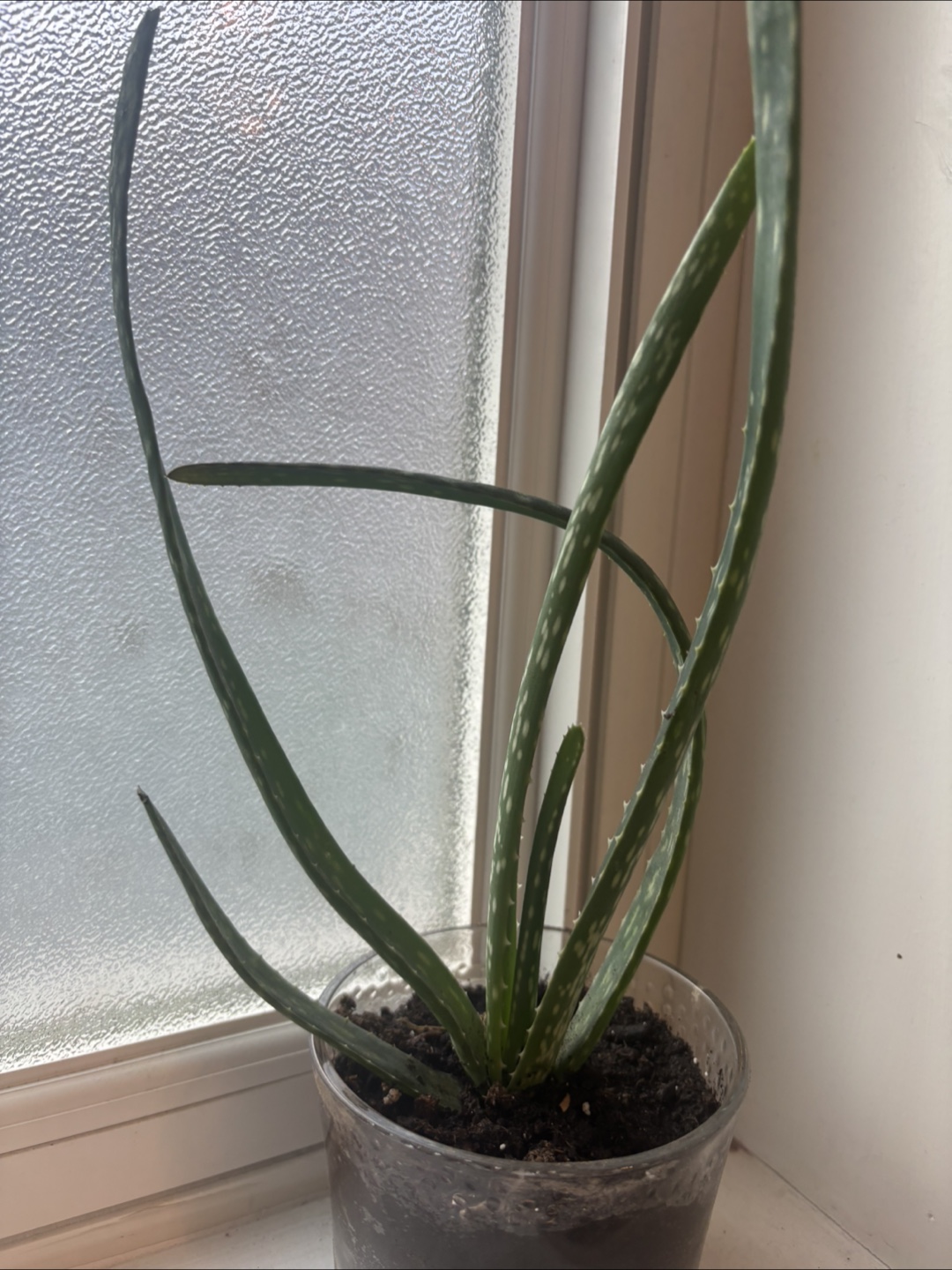 Aloe Vera Plant in Clear Pot - photo 2