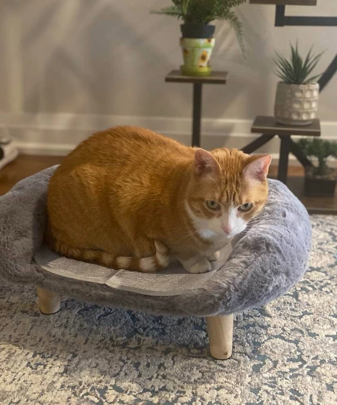 Grey Plush Pet Bed with Wooden Legs - photo 3