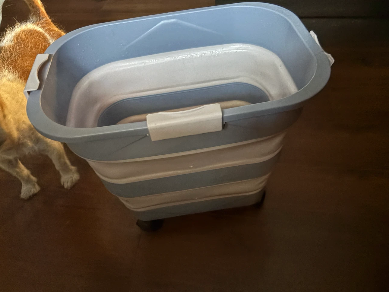 Collapsible dog/cat food container
