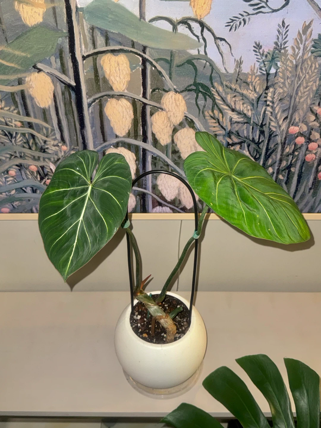 Philodendron Gloriosum Plant