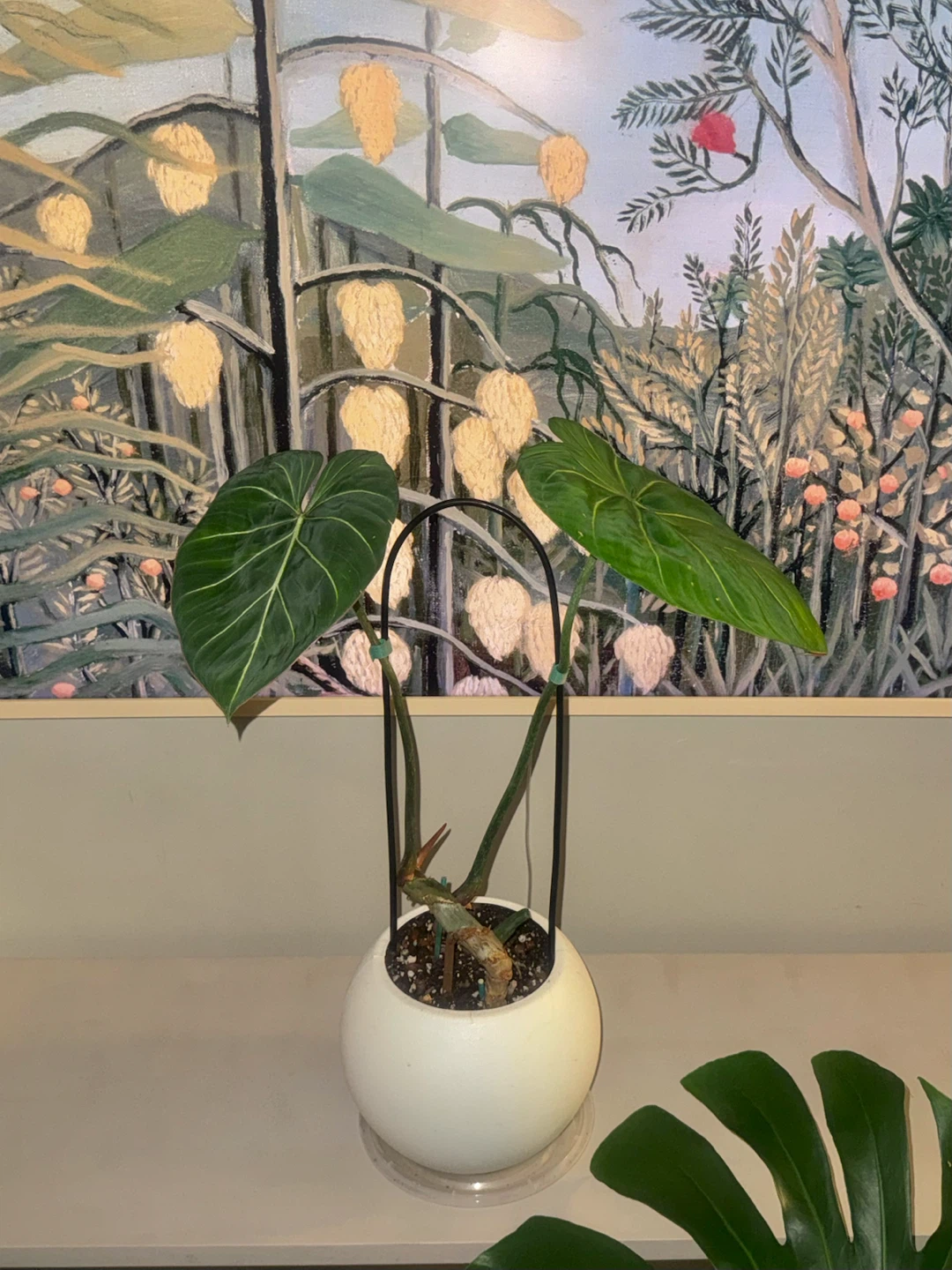 Philodendron Gloriosum Plant - photo 2