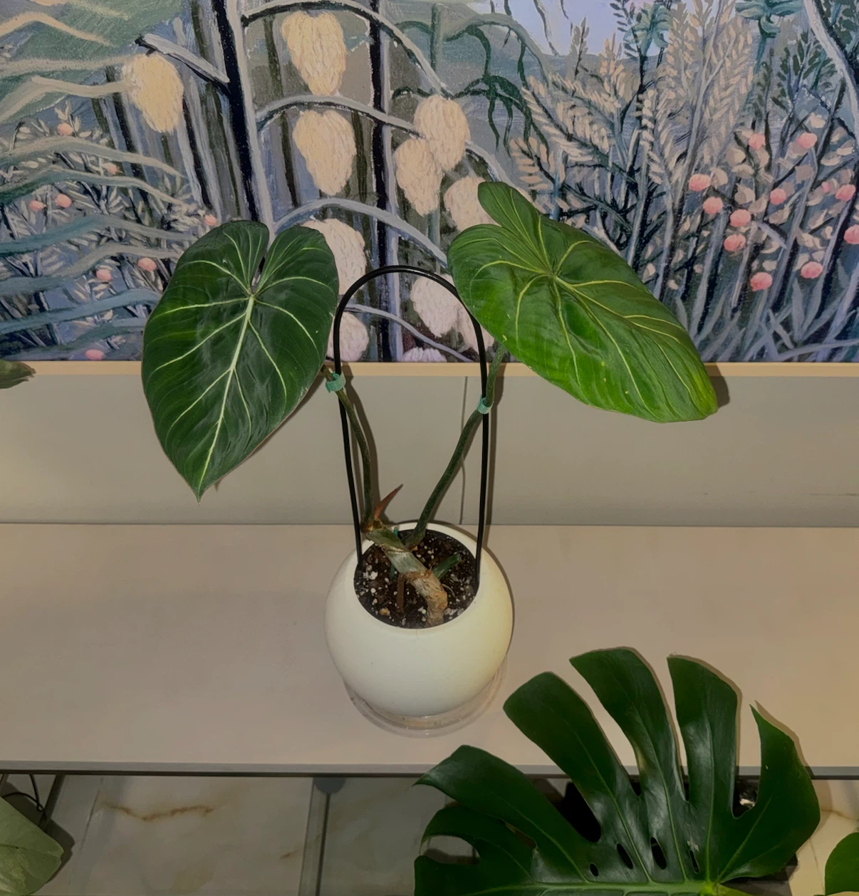 Philodendron Gloriosum Plant - photo 3