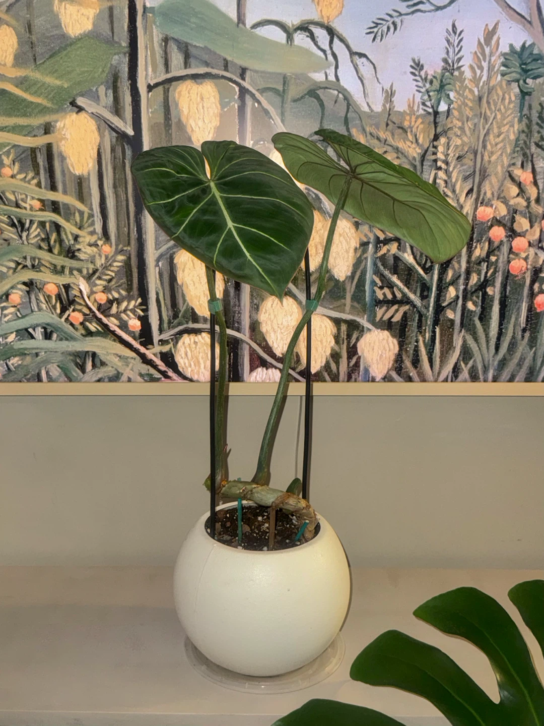 Philodendron Gloriosum Plant - photo 4