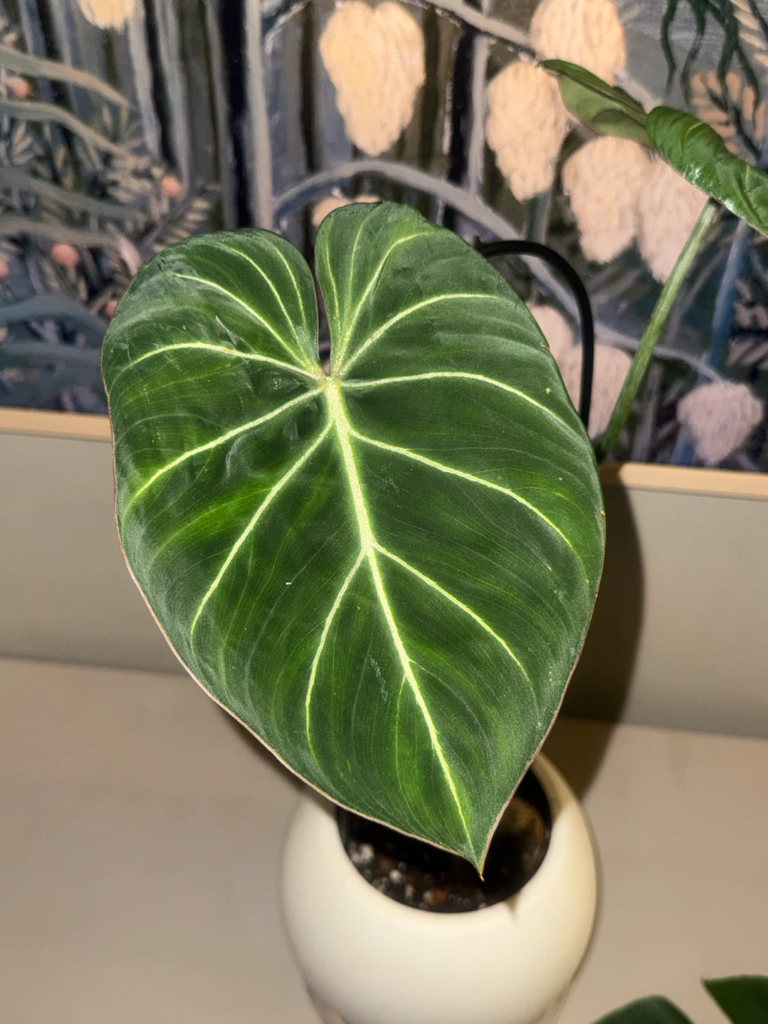 Philodendron Gloriosum Plant - photo 5