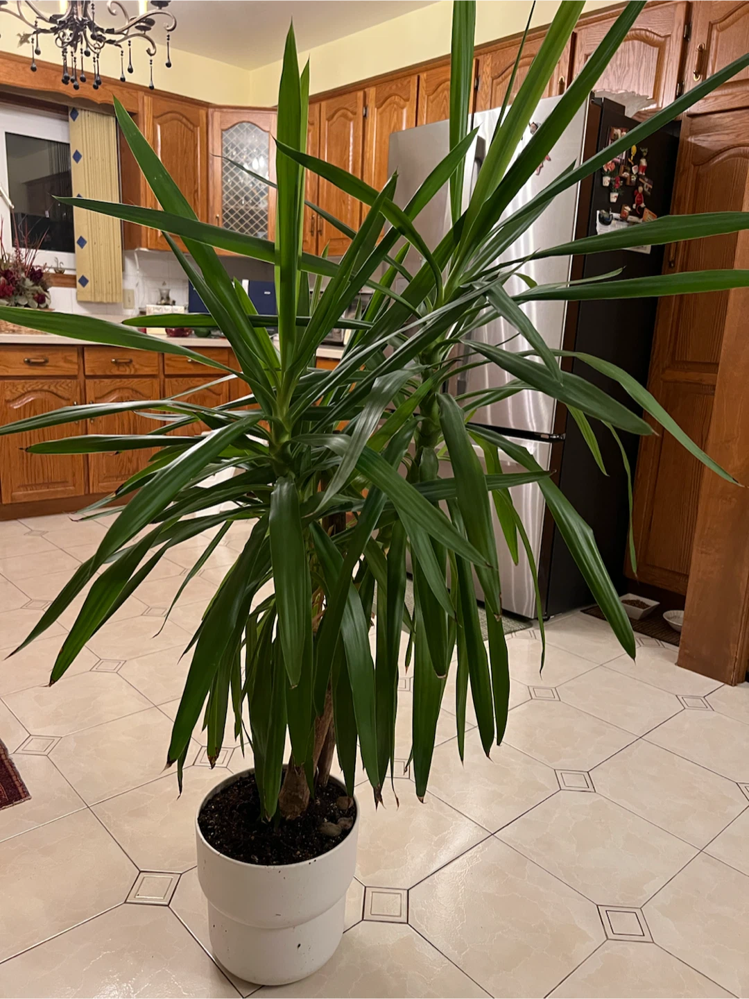 Yucca Plant in White Pot