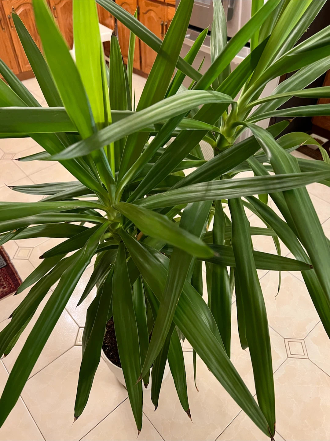 Yucca Plant in White Pot - photo 2