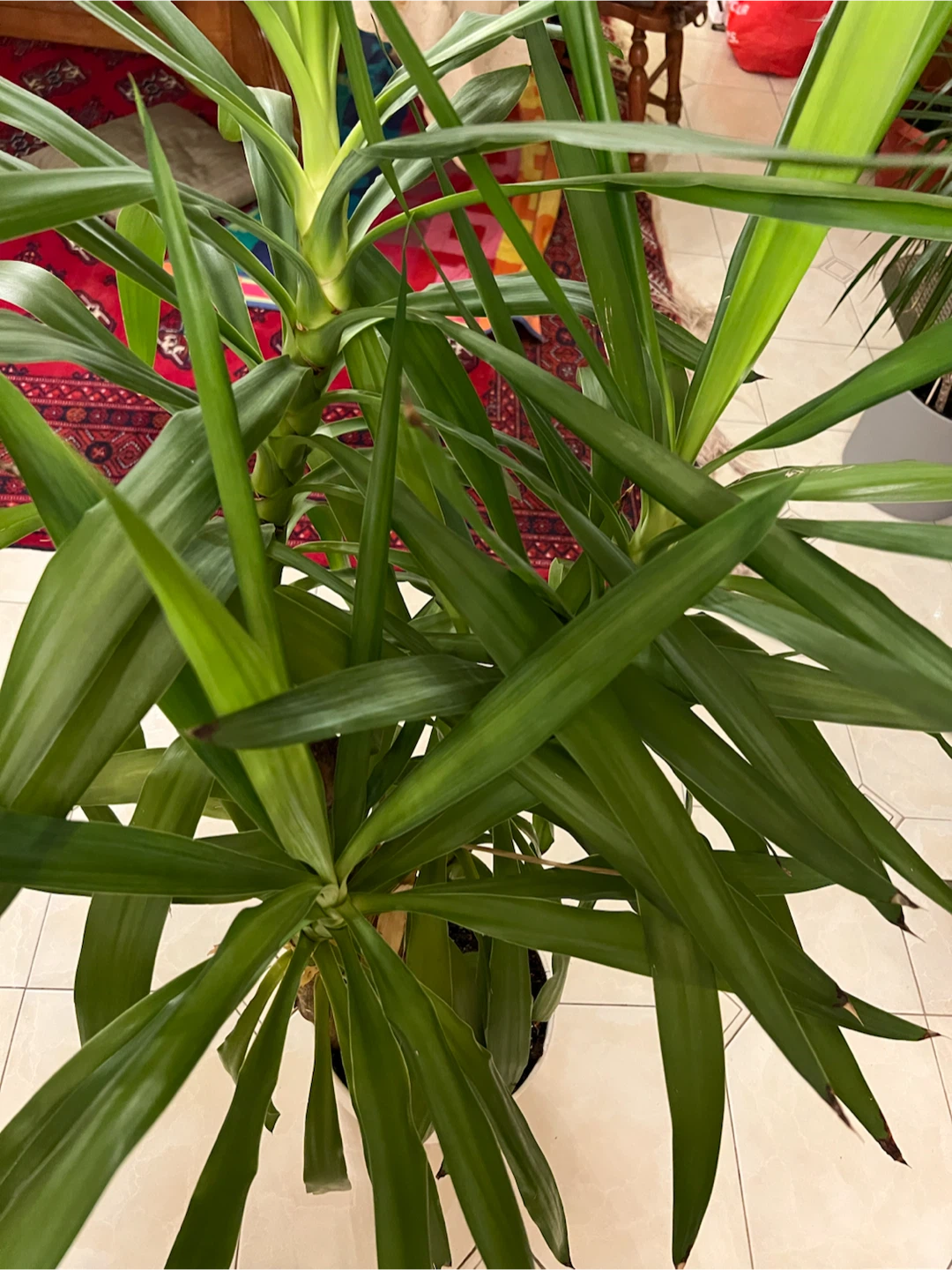 Yucca Plant in White Pot - photo 3