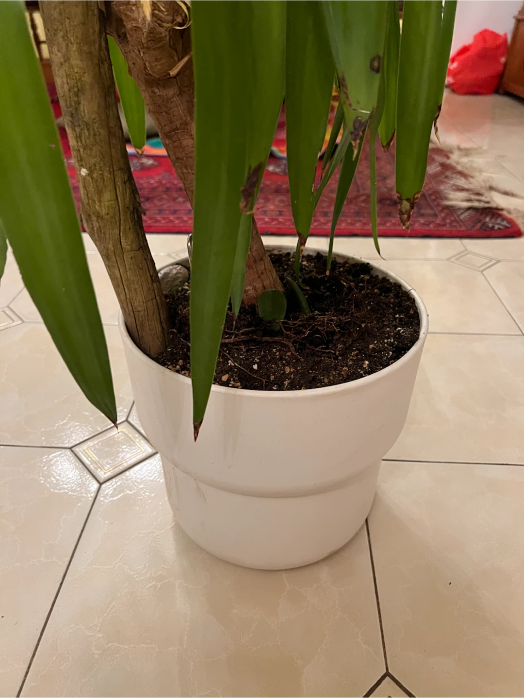 Yucca Plant in White Pot - photo 4