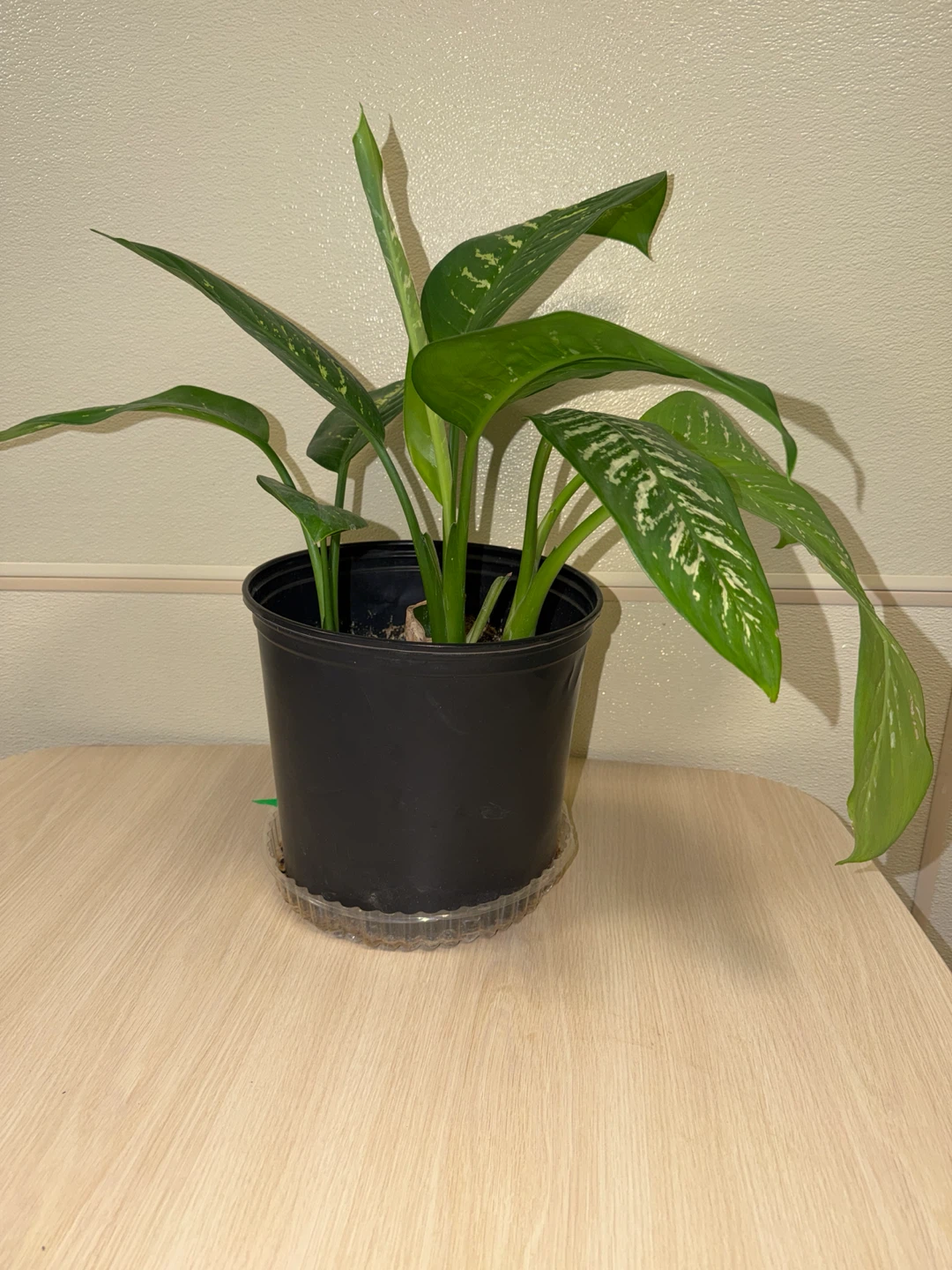 3 Potted Dieffenbachia (Dumb Cane ) Plant