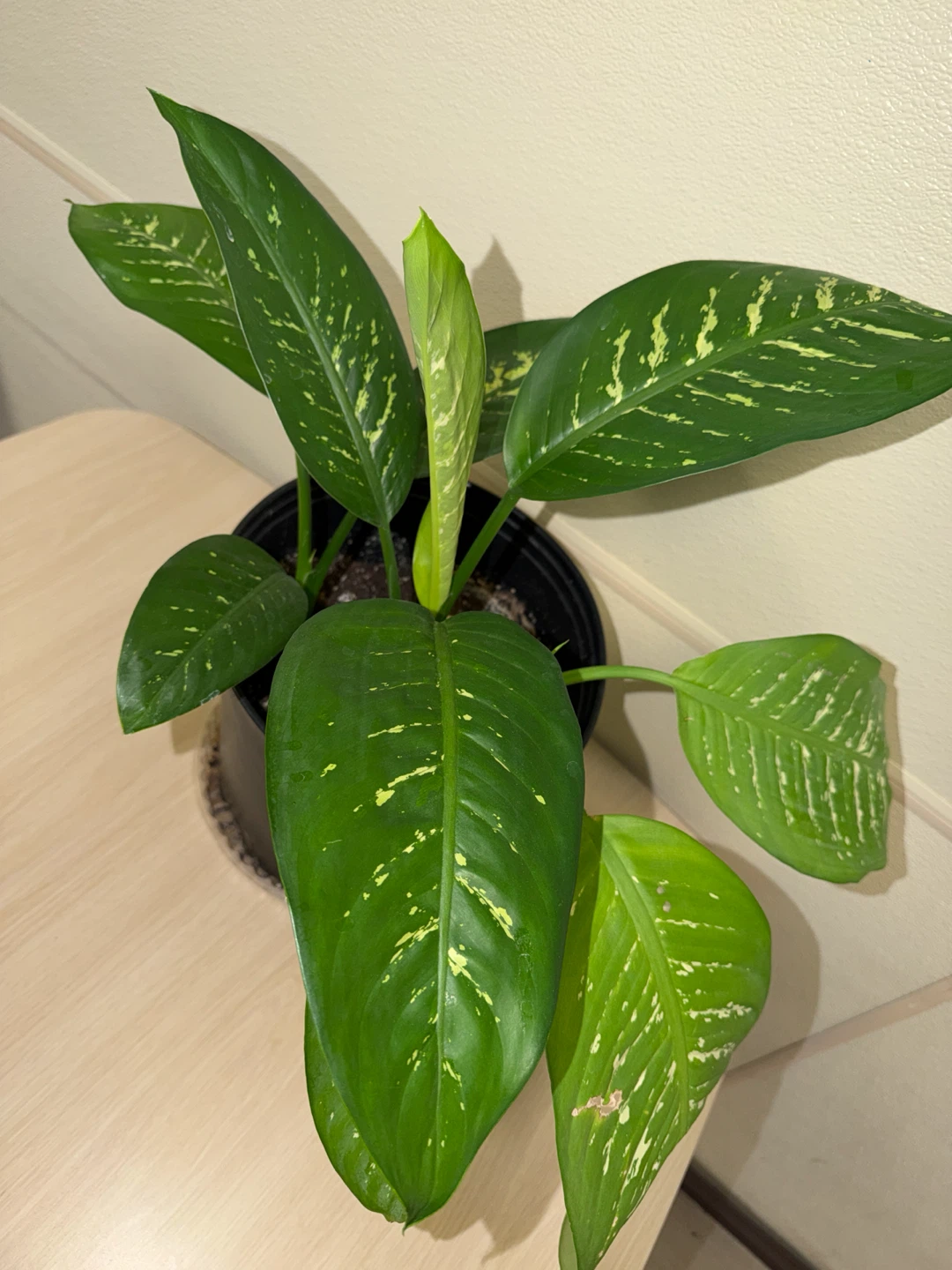3 Potted Dieffenbachia (Dumb Cane ) Plant - photo 2