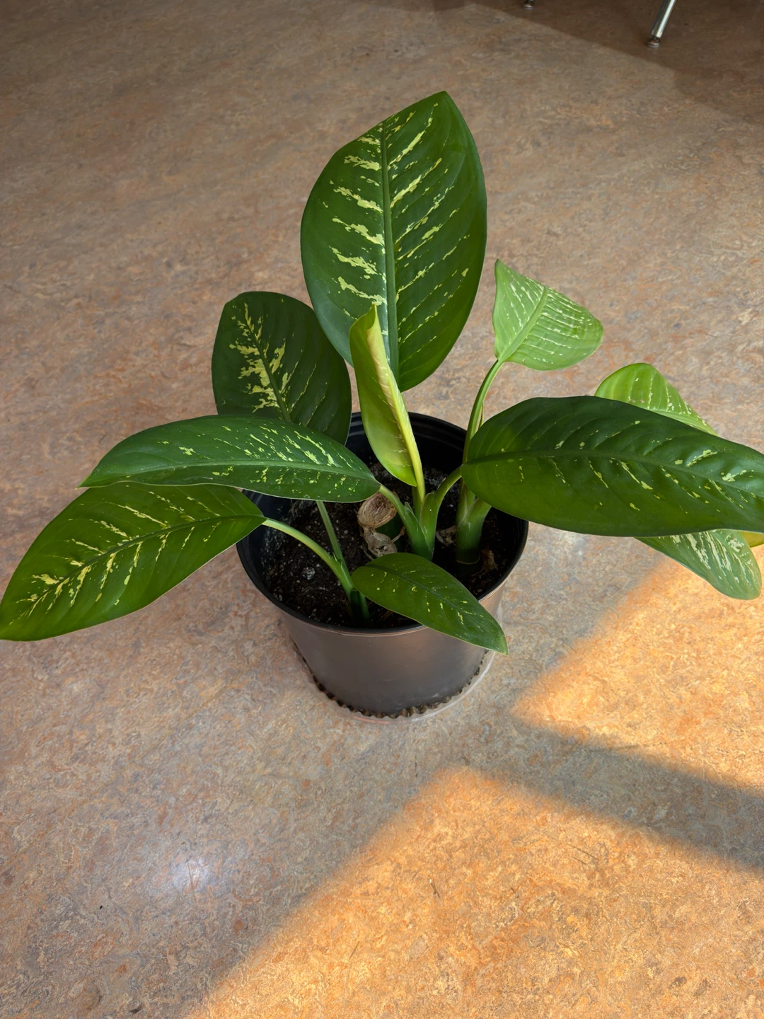 3 Potted Dieffenbachia (Dumb Cane ) Plant - photo 3