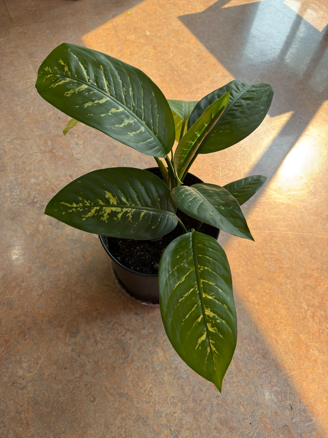 3 Potted Dieffenbachia (Dumb Cane ) Plant - photo 4