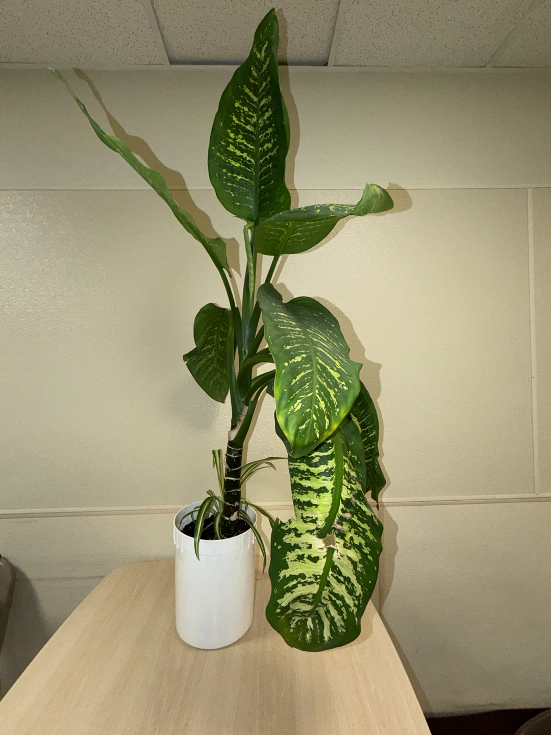 Large healthy Dieffenbachia Plant in White Pot