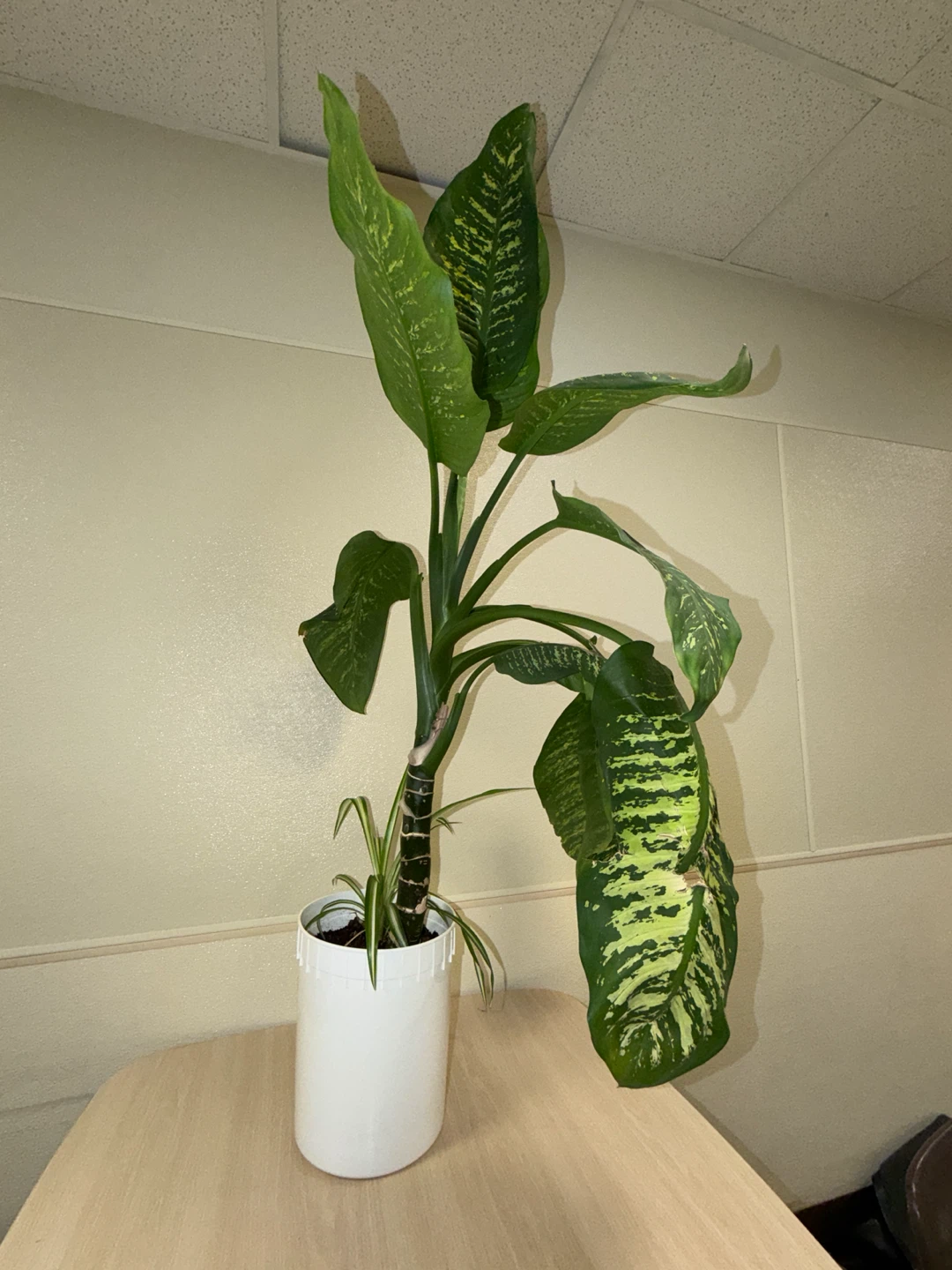 Large healthy Dieffenbachia Plant in White Pot - photo 2
