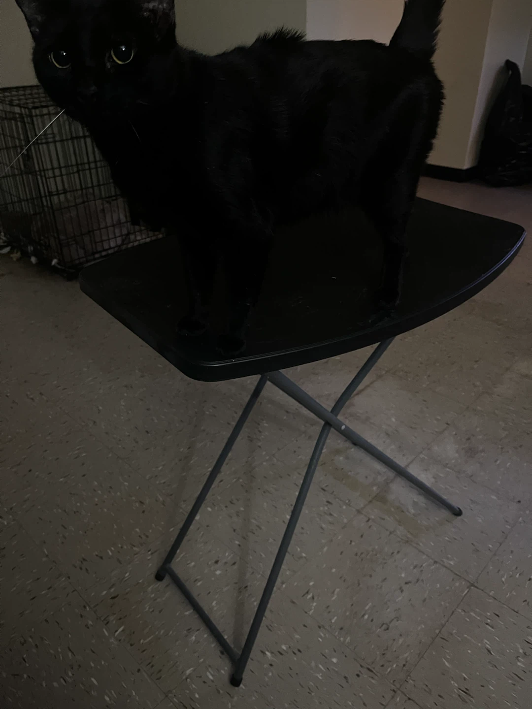 Black Folding  Table (cat not included)