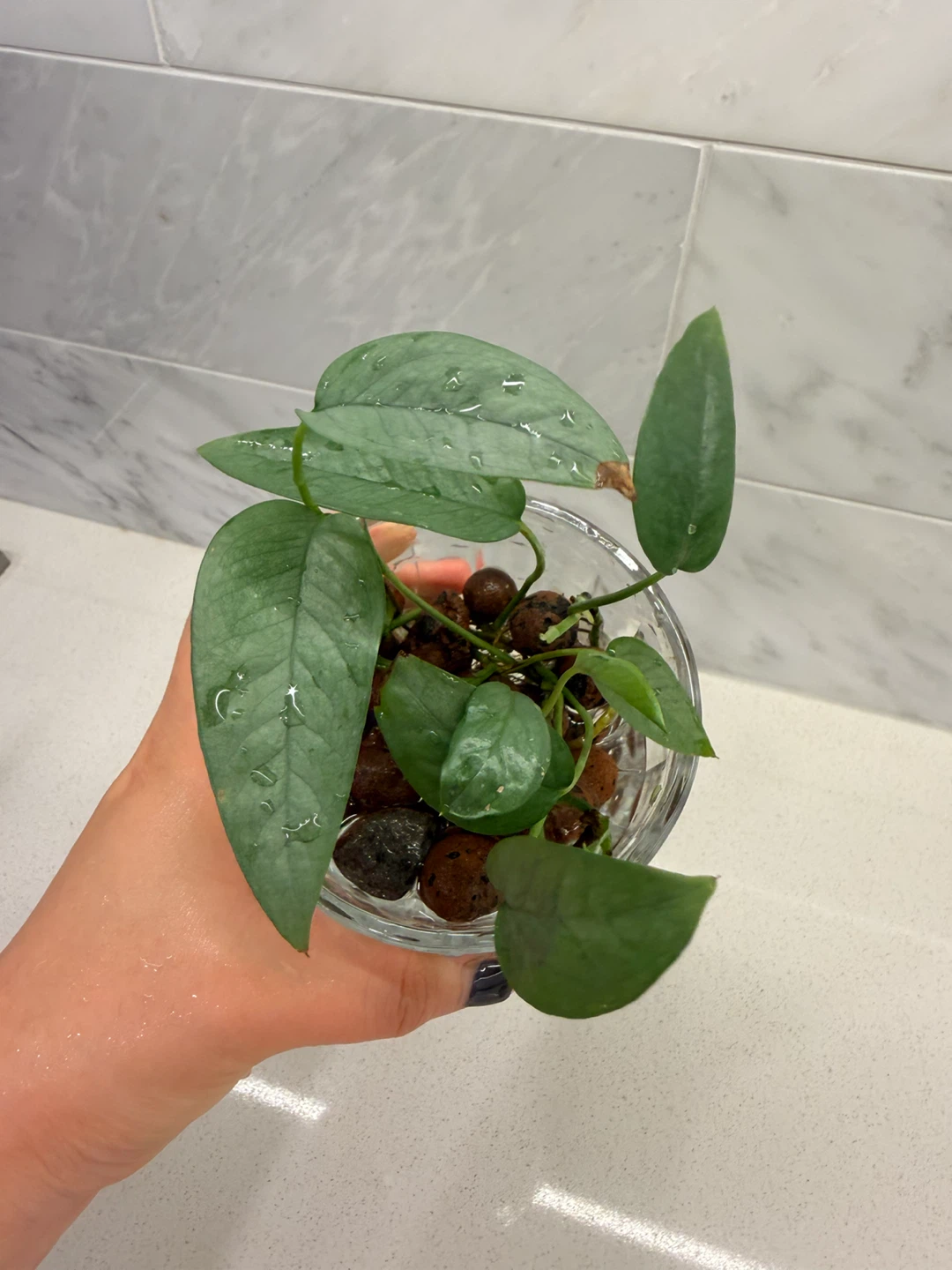 Cebu Blue Pothos in LECA 🌱