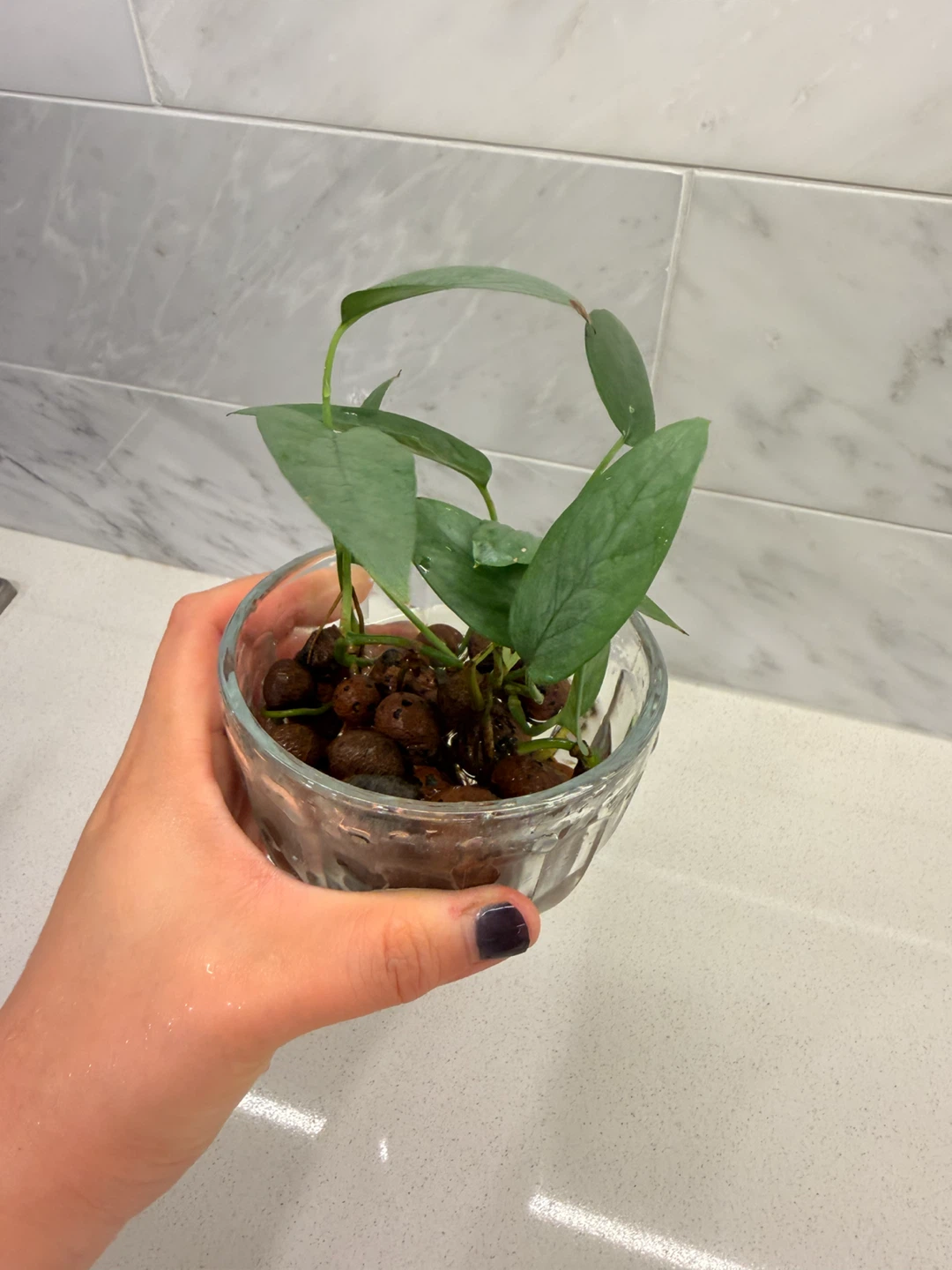 Cebu Blue Pothos in LECA 🌱 - photo 2