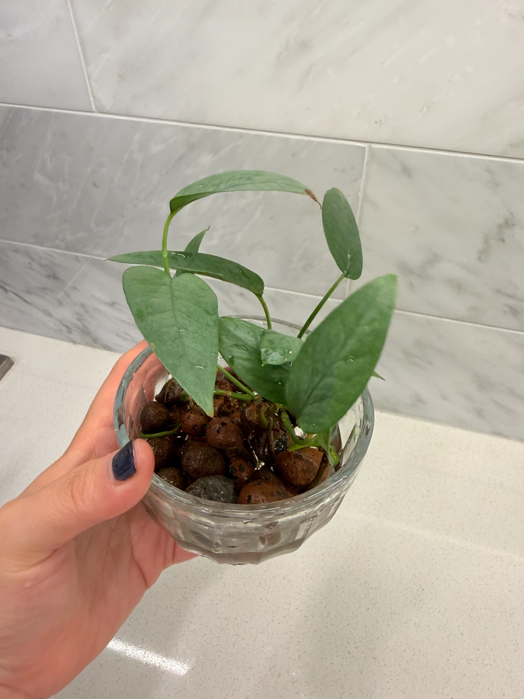 Cebu Blue Pothos in LECA 🌱 - photo 3
