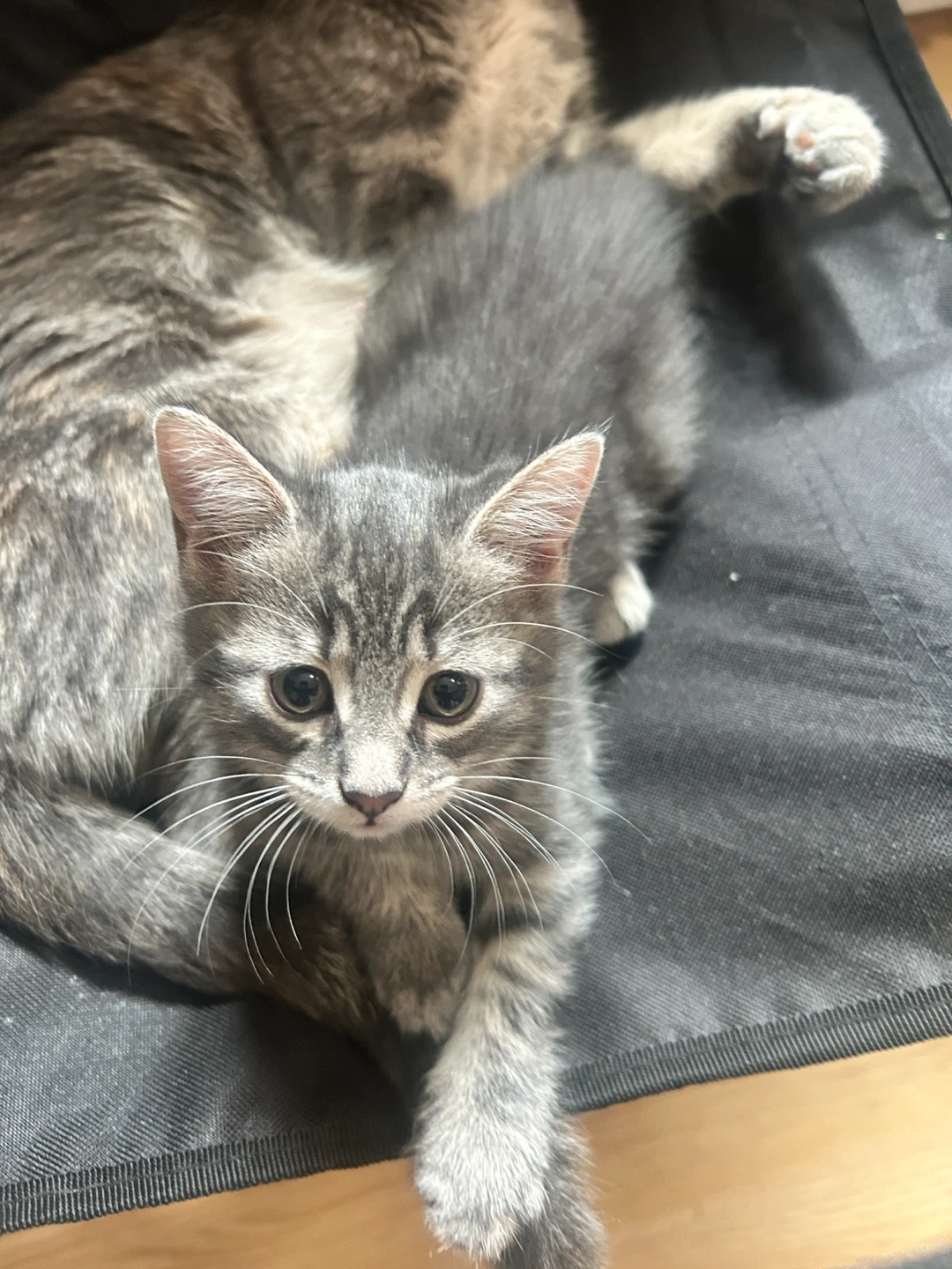 Cute Grey Kitten