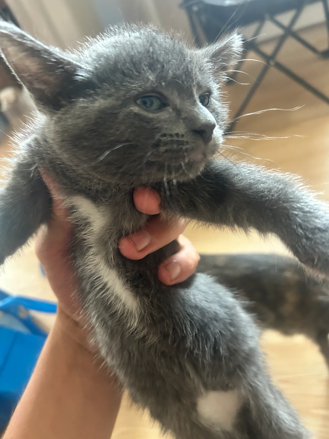 Cute Grey Kitten - photo 2