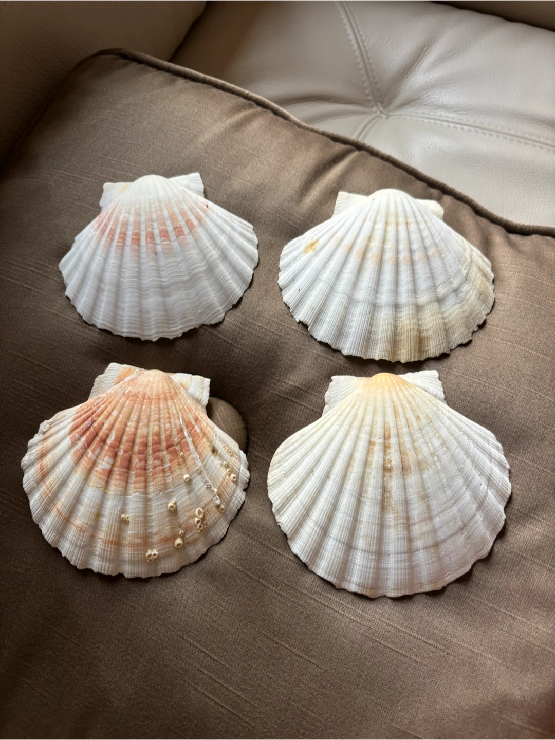 Set of 4 Decorative Scallop Shells