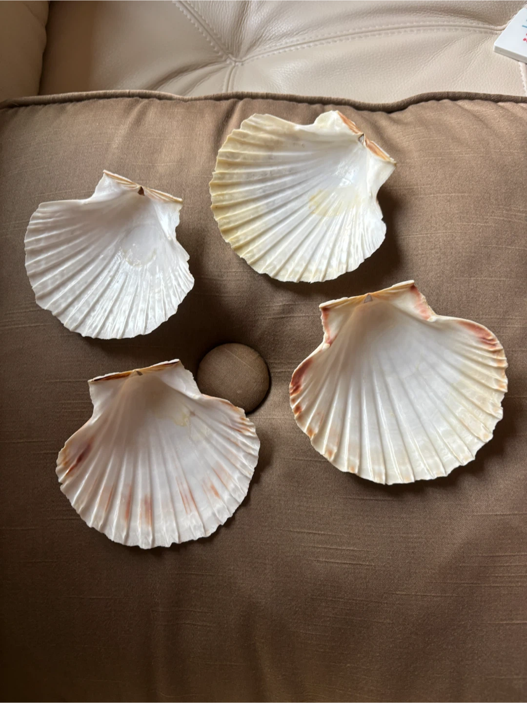 Set of 4 Decorative Scallop Shells - photo 2