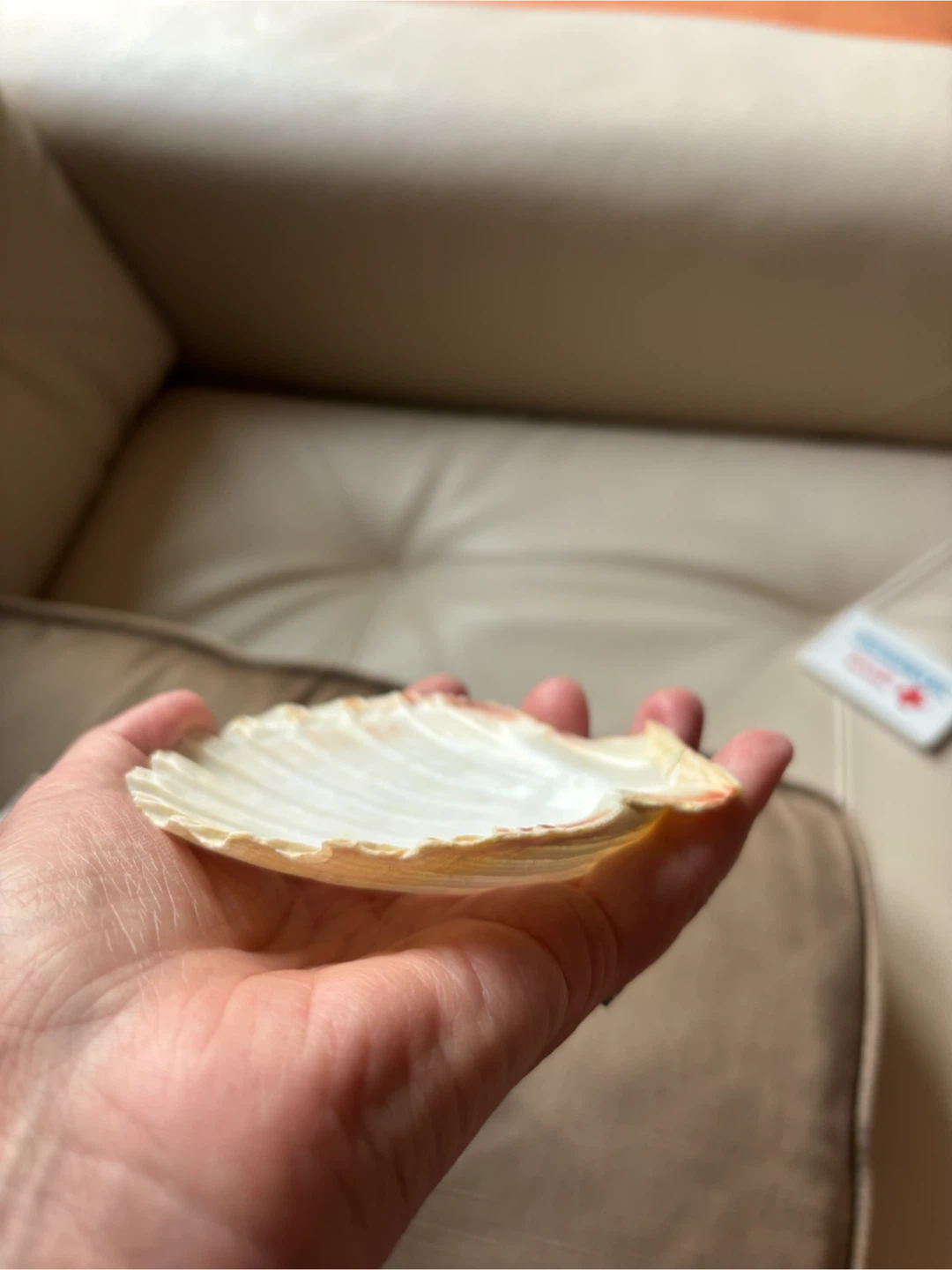 Set of 4 Decorative Scallop Shells - photo 3