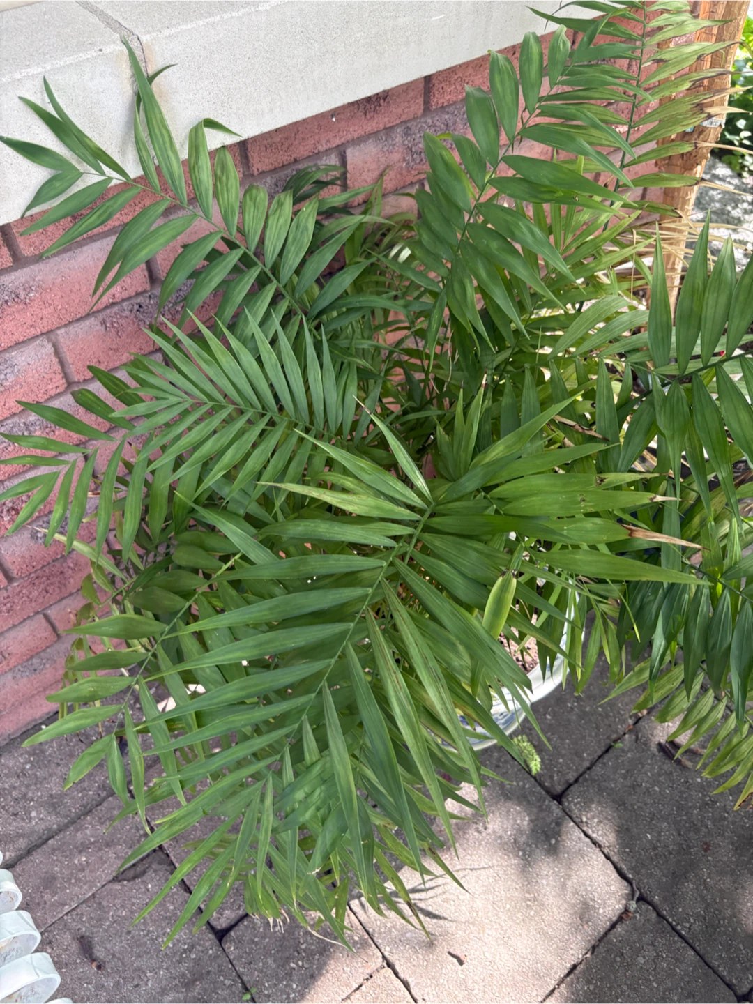 Parlor Palm Plant in Decorative Pot