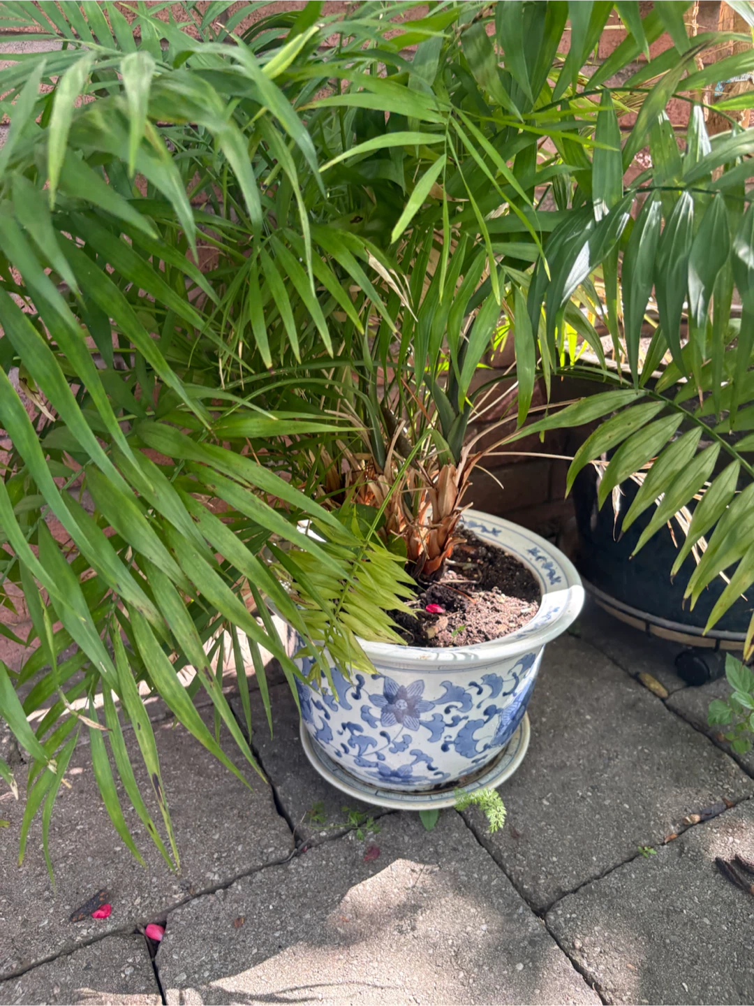 Parlor Palm Plant in Decorative Pot - photo 2