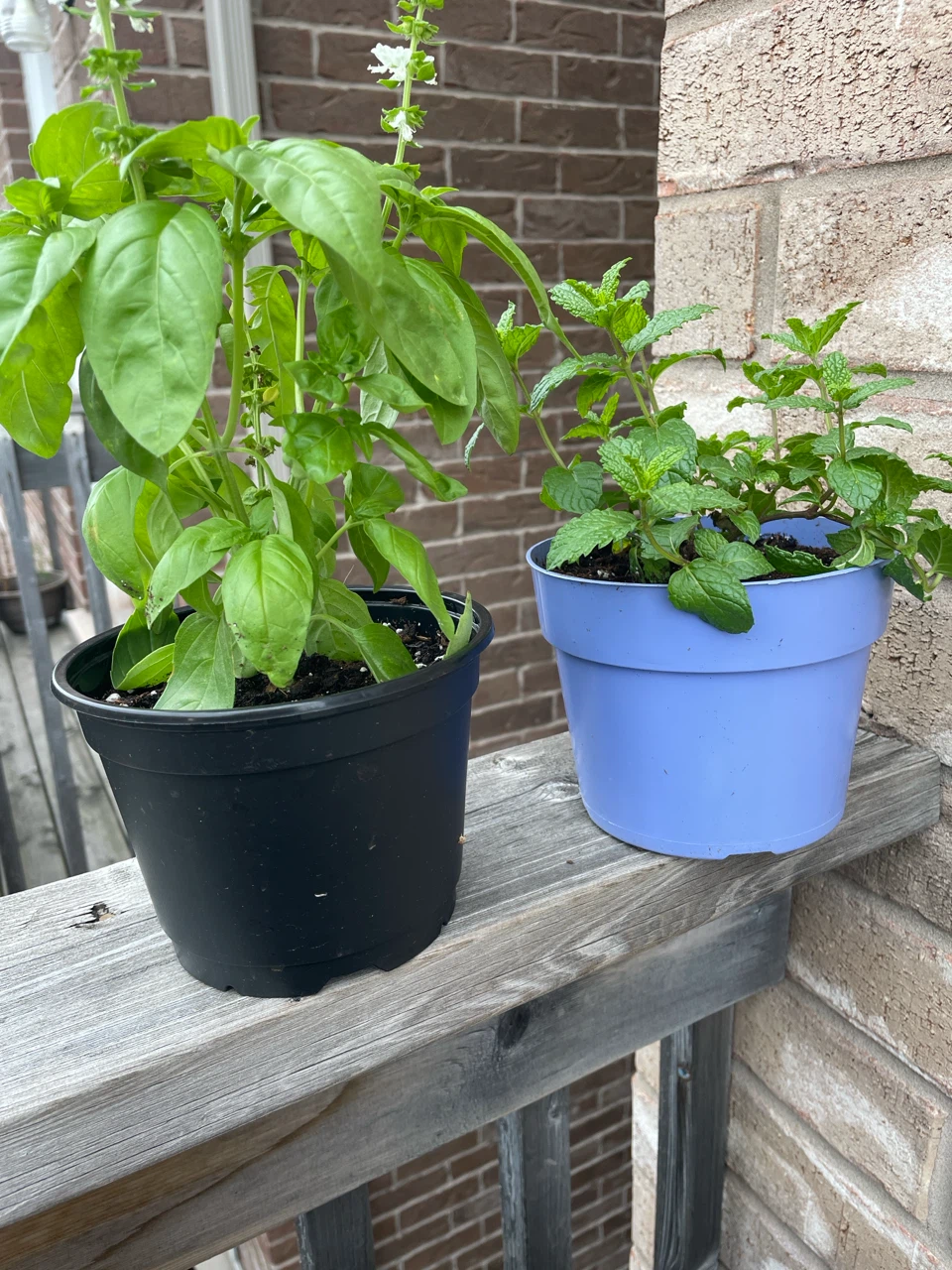 Basil and Mint Plants in Pots, both $10