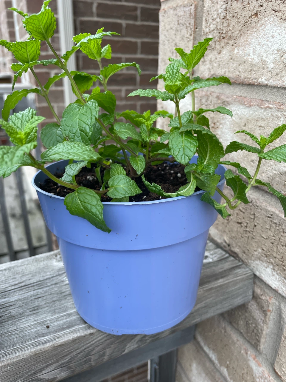 Basil and Mint Plants in Pots, both $10 - photo 2