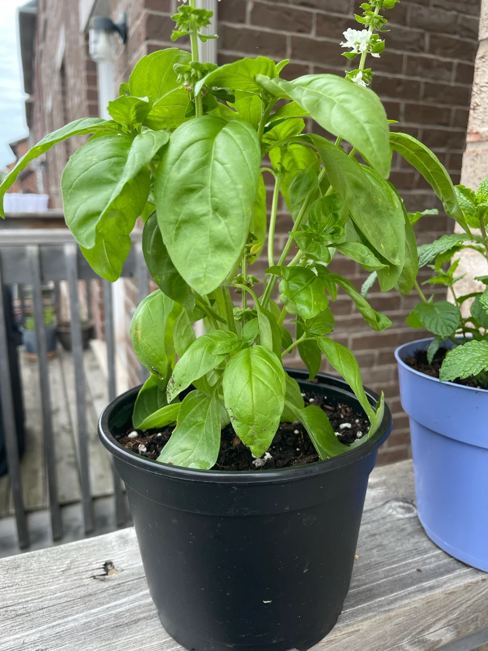 Basil and Mint Plants in Pots, both $10 - photo 3