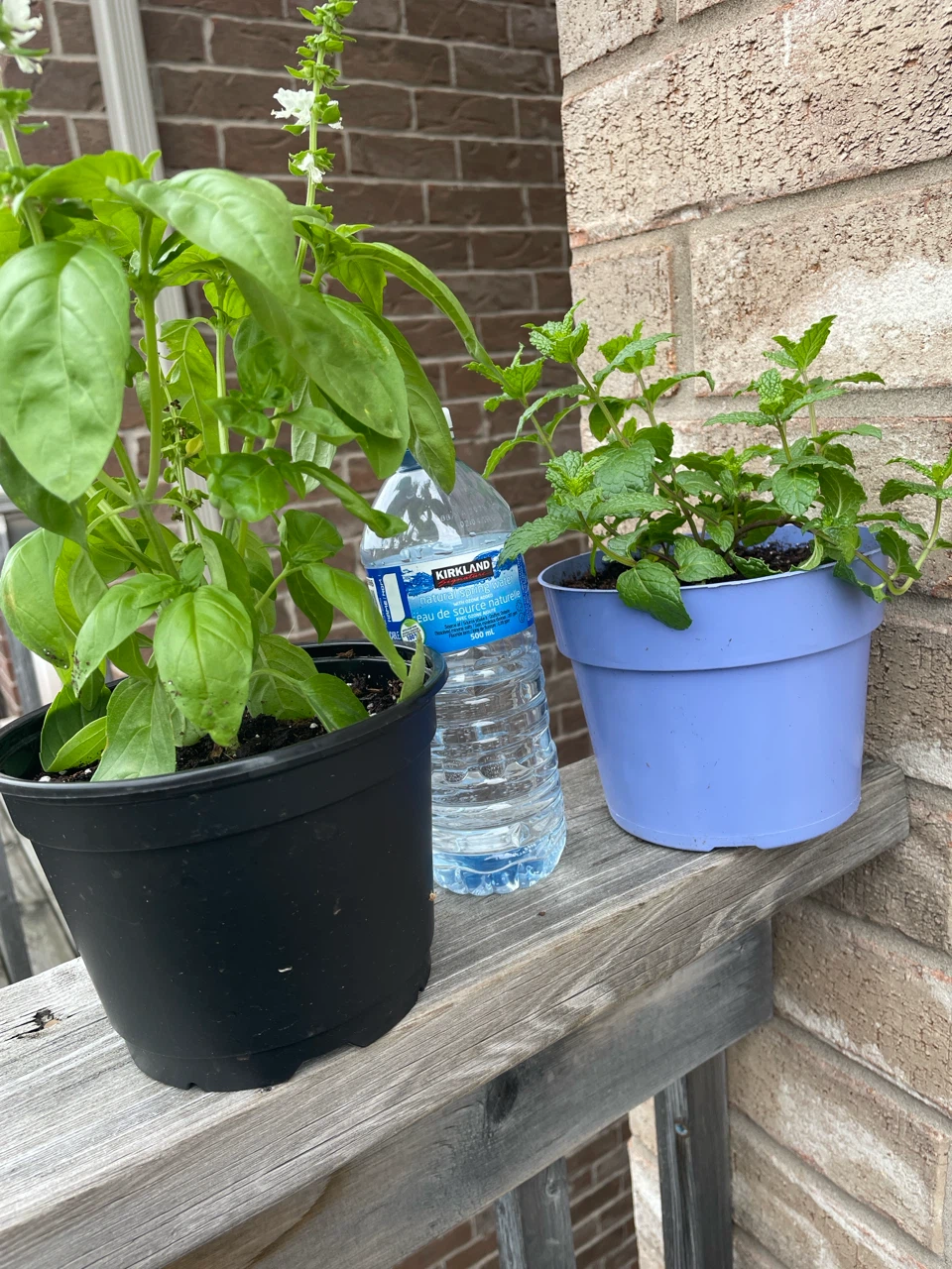 Basil and Mint Plants in Pots, both $10 - photo 4